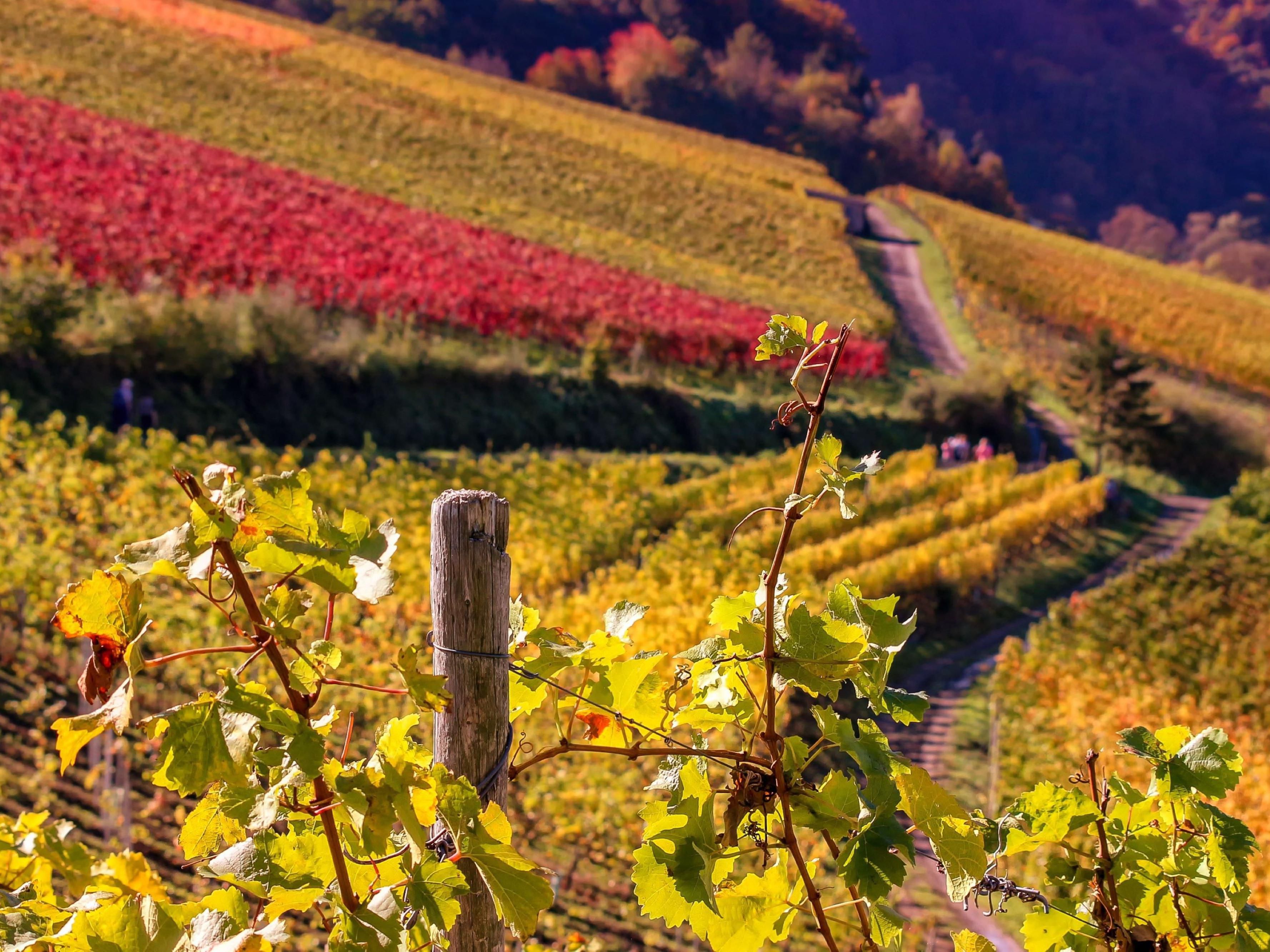 So many wineries, and so little time, that you probably need to stay another night. From Santa Maria Valley, North to Edna Valley in San Luis Obispo and Paso Robles or South toward Santa Barbara, we are in the middle of all things wine. Santa Maria features a wine trolley or take advantage of our wine package.