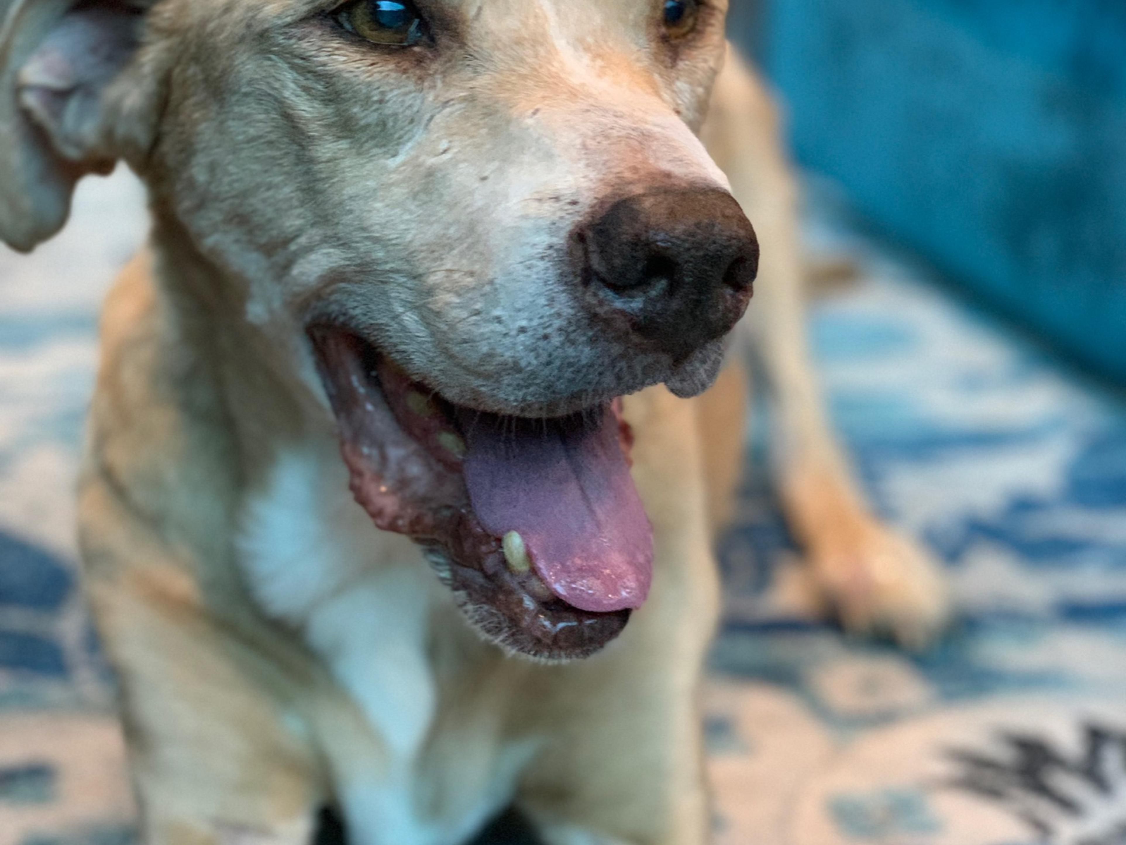 It's not always possible to leave your pets at home during long vacations or business trips, and often, you just want to have them with you to feel a little more at home while on the road.