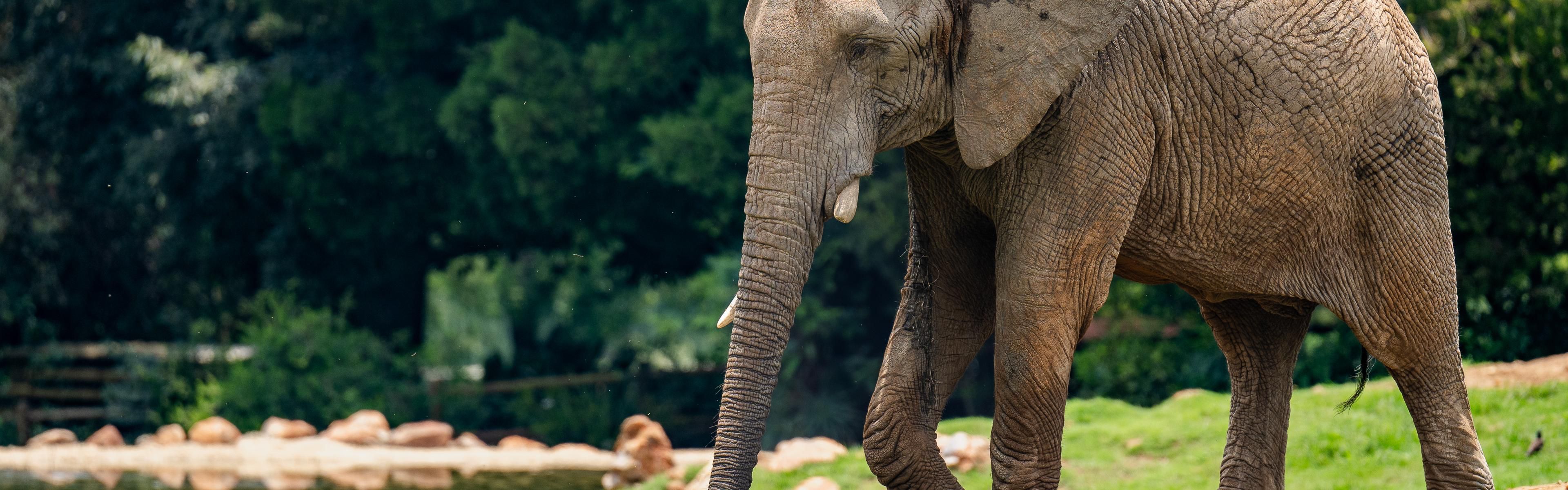 Encounter 320 animal species at Johannesburg Zoo