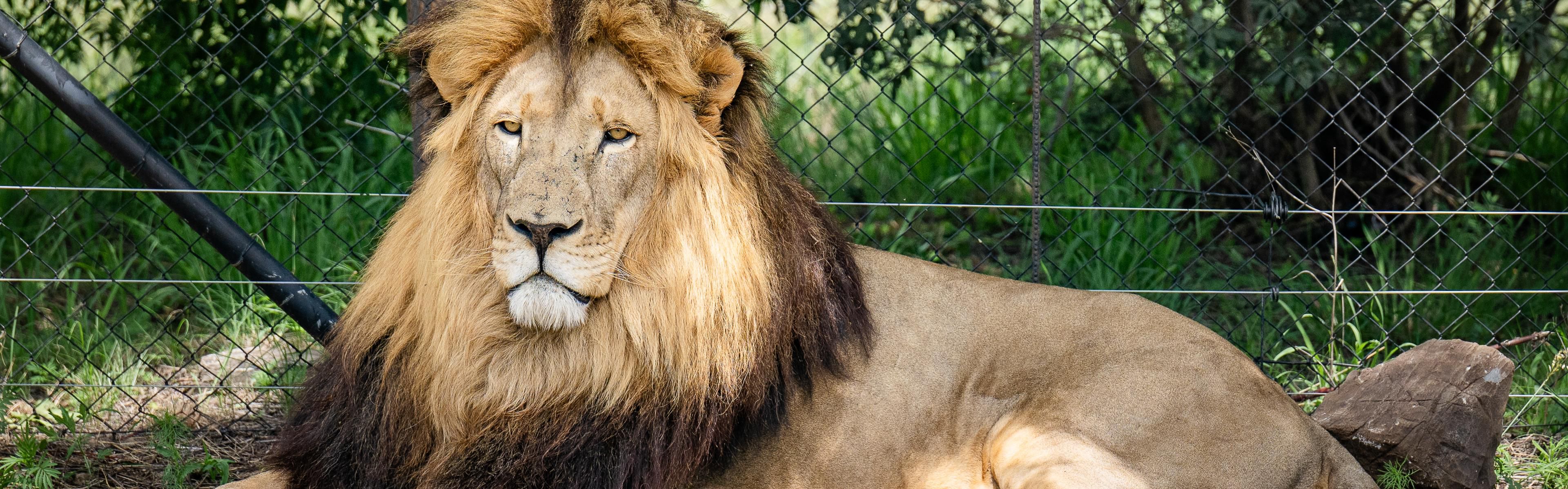 Feel your heart race at the Lion and Safari Park