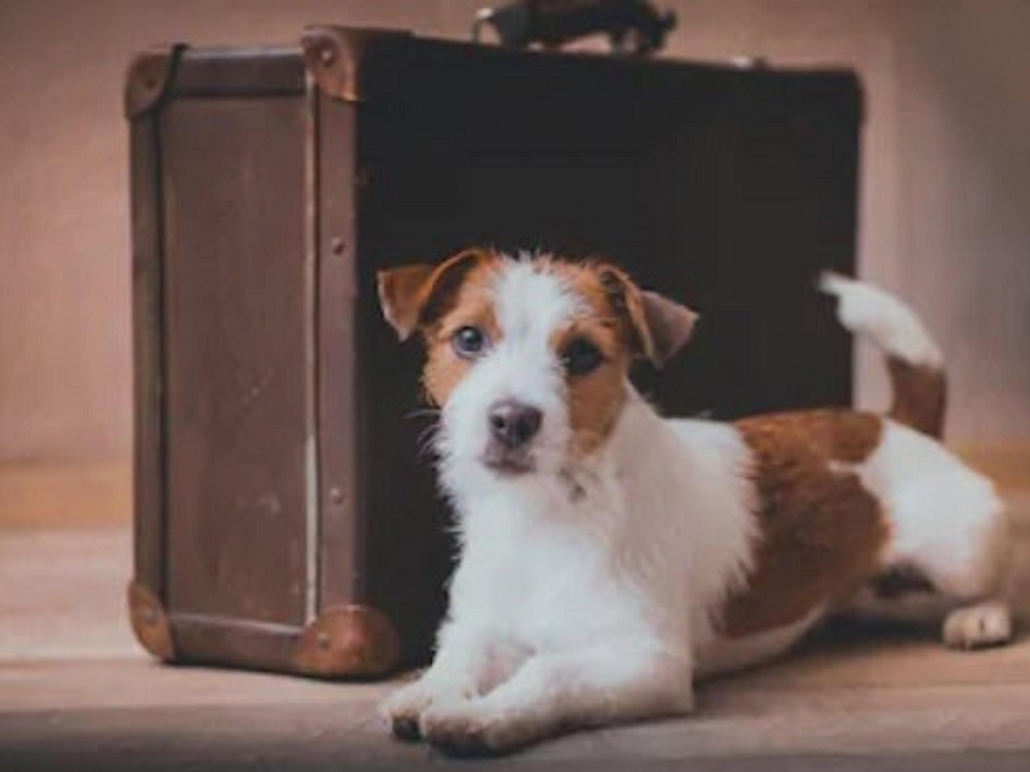 Bring your beloved companions along for the trip! We are a pet-friendly hotel in Lancaster PA, making it a convenient and welcoming choice for travelers. We understand that pets are family, and our goal is to ensure a comfortable stay for both you and your furry friends. Please contact the hotel for more details on our pet policy and any fees.