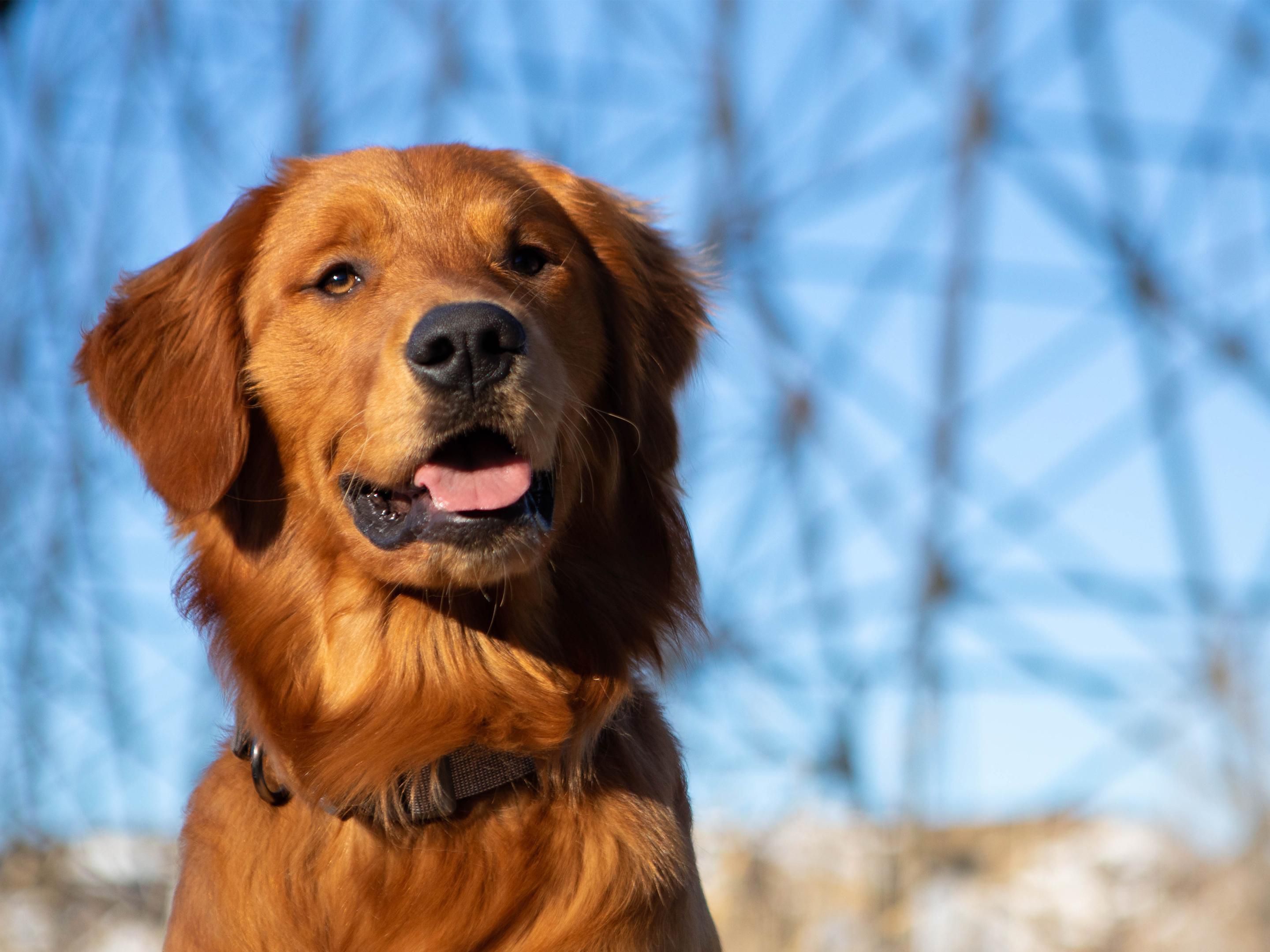 Bring your furry friends along to Holiday Inn Lethbridge, where pets are always welcome! Our pet-friendly hotel in Lethbridge, Alberta offers comfortable rooms, nearby walking trails, and easy outdoor access. Enjoy a relaxing stay with the whole family—pets included—at Lethbridge’s most welcoming hotel.
