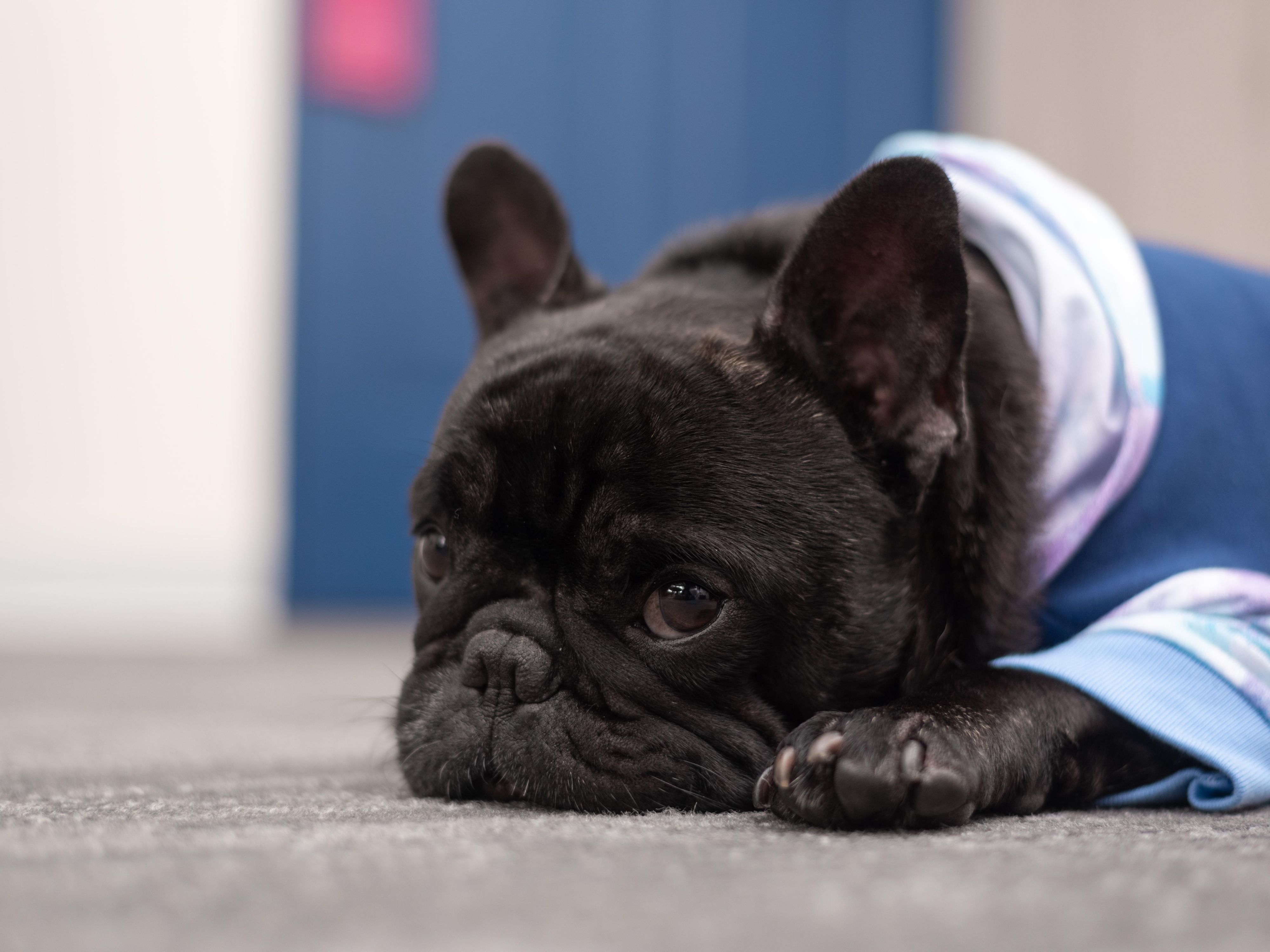 Stay with us and live the pet friendly experience at Holiday Inn Lima Airport.

Reserve a room and stay with your pet. Ask about the extra cost of this service and have an excellent stay.