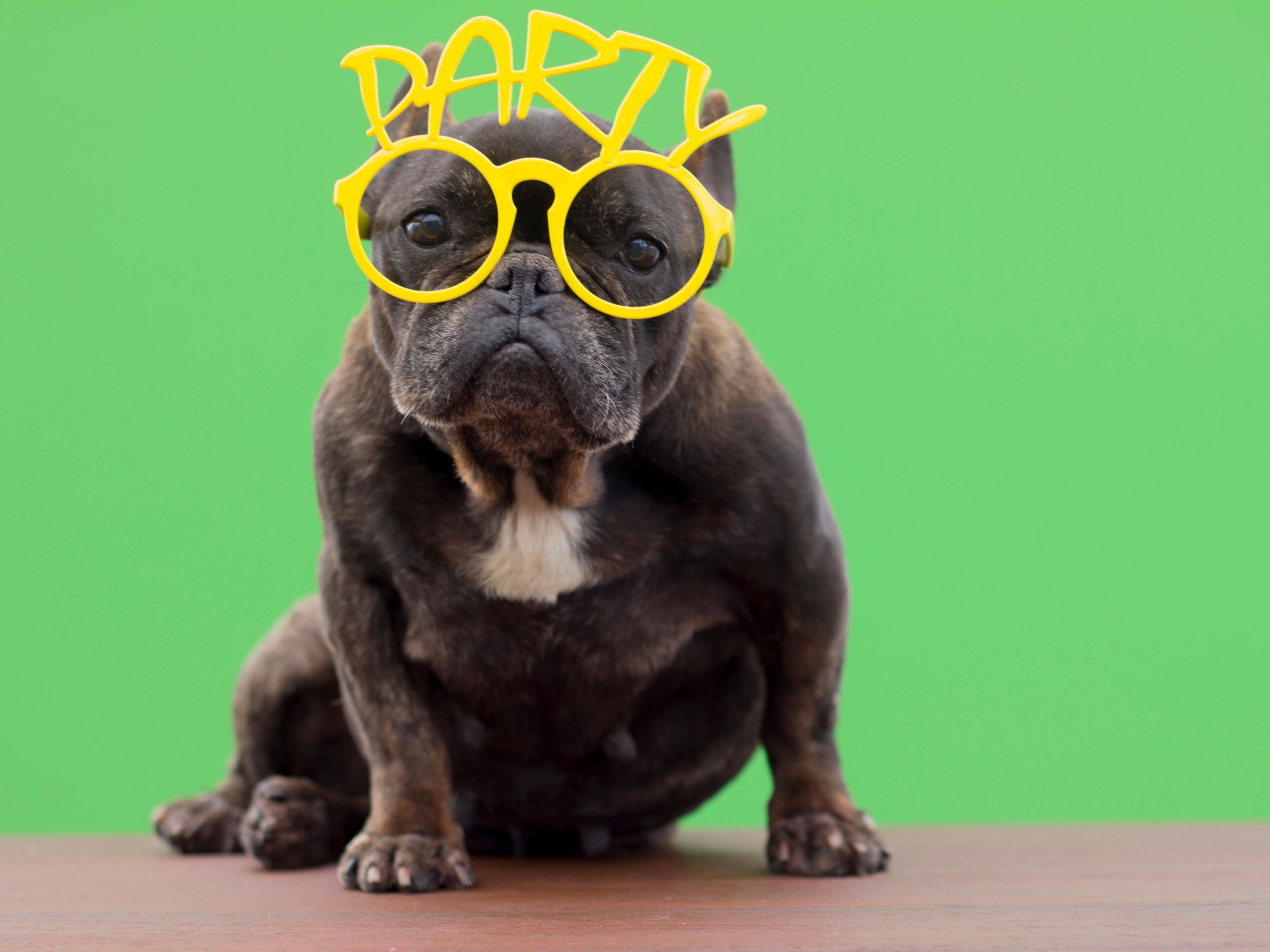 We happily welcome your pups with our Pet Package! When you book the package and bring your four-legged best friend on your stay, you'll save $25 on the pet fee, and we'll welcome you with a pup-tastic gift, a curated list of dog-friendly things to do in the area, and provide a photo op with props in the lobby! 