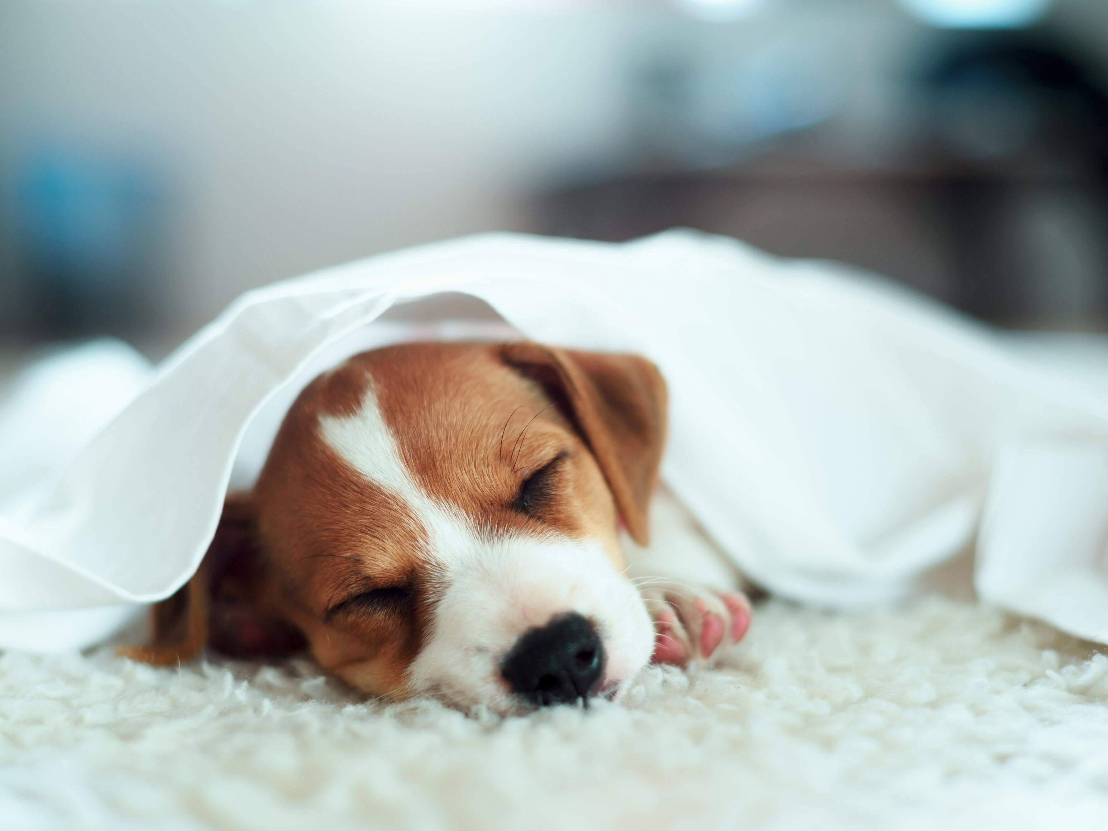 Bring your four-legged friend for a Supaw Stay to our dog-friendly hotel. Dogs can enjoy a stay too. Dog treats, water bowls and dog beds are available.