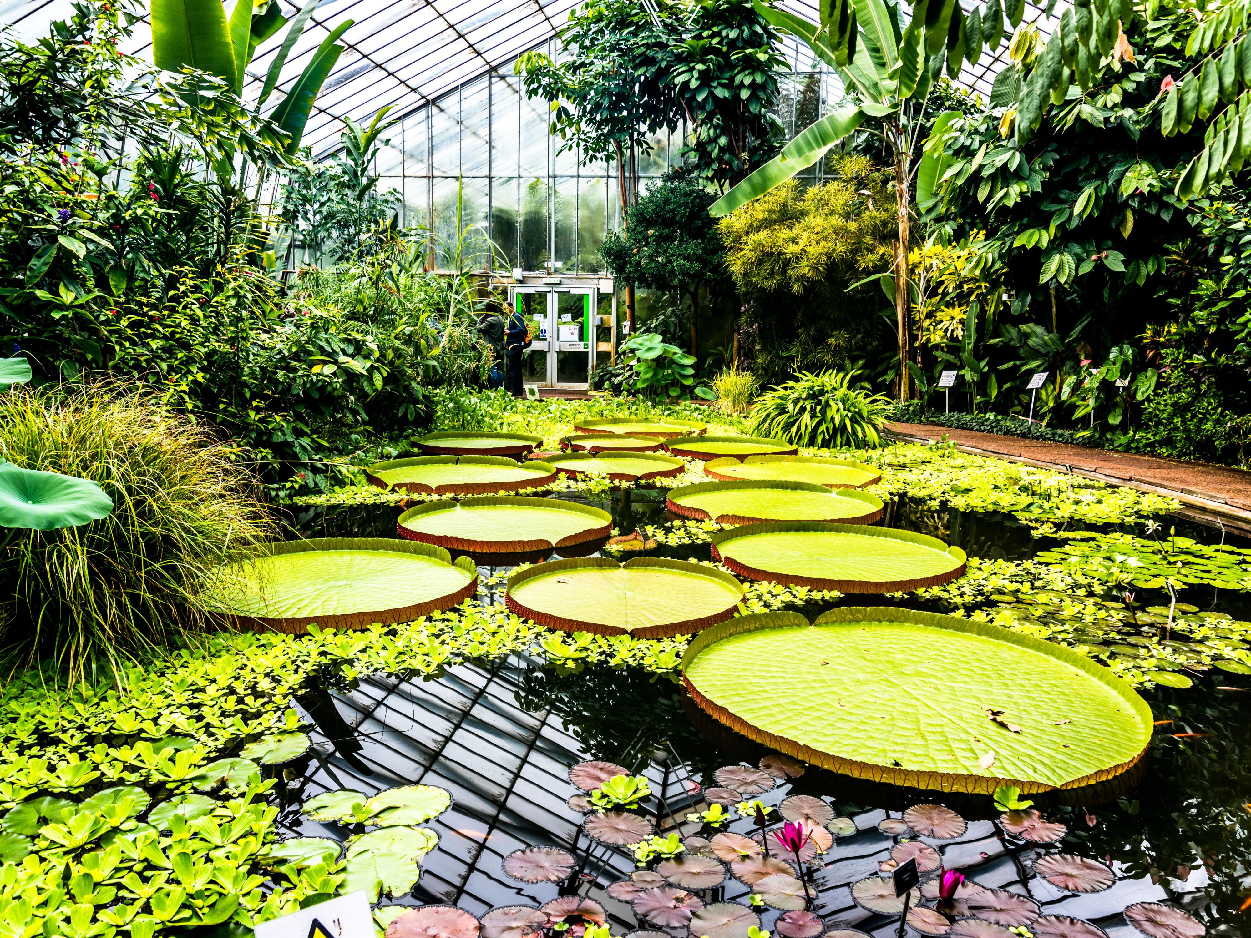 Discover the world-famous Kew Gardens, just two miles from Holiday Inn Brentford Lock. Explore breathtaking landscapes, historic glasshouses, and the most biodiverse collection of plants on earth - a perfect day out for nature lovers and families alike.