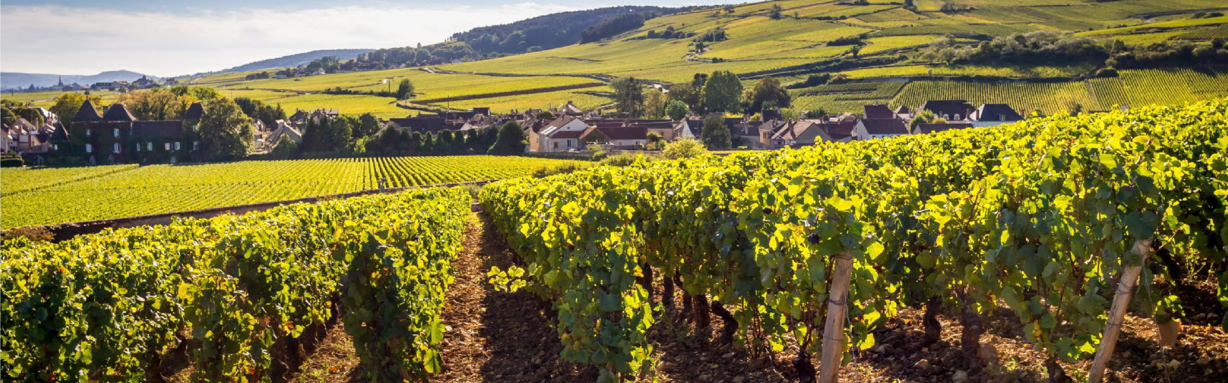 Route des Grands Crus