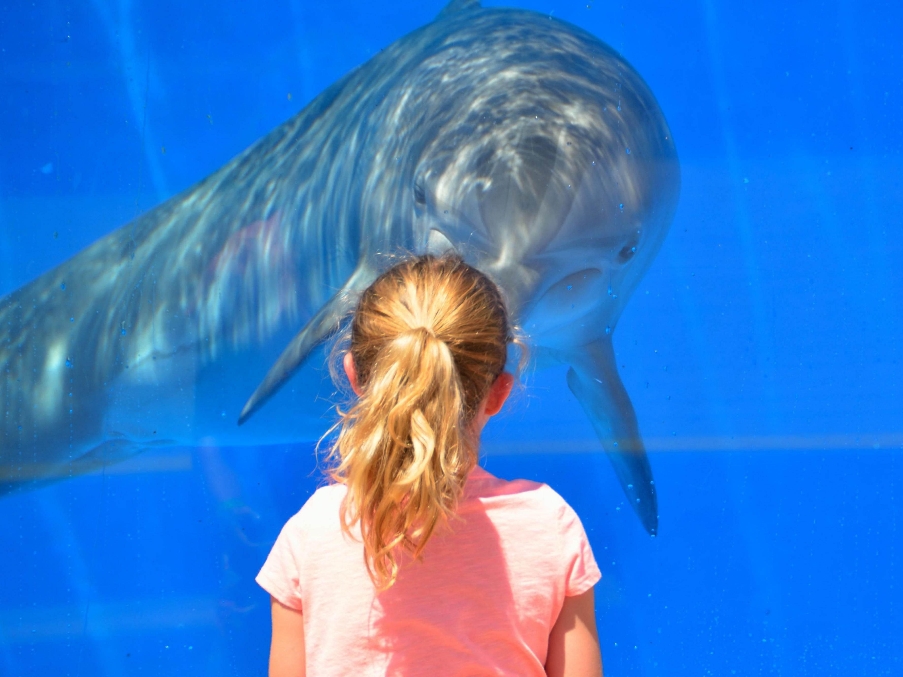 Come and enjoy our local zoo with a variety of wildlife and exhibits. Feed the giraffes, ride the Safari railway, and enjoy the many different exhibits.