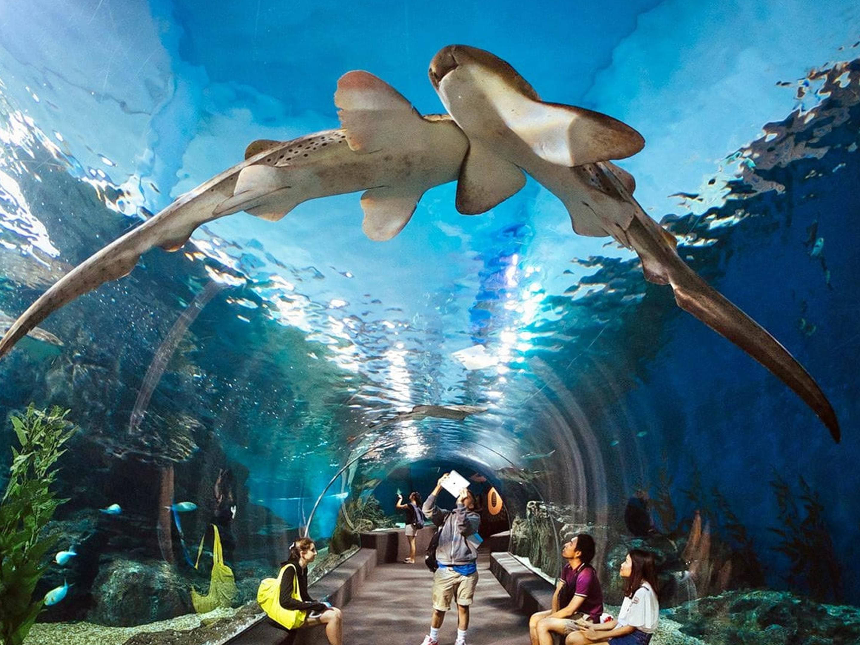 Underwater World is a kid-friendly aquarium in Pattaya. It offers the younger family members different exhibits where they can see marine life up close and even touch docile sea creatures. The aquarium is divided into six zones, each offering a different educational experience for visitors.