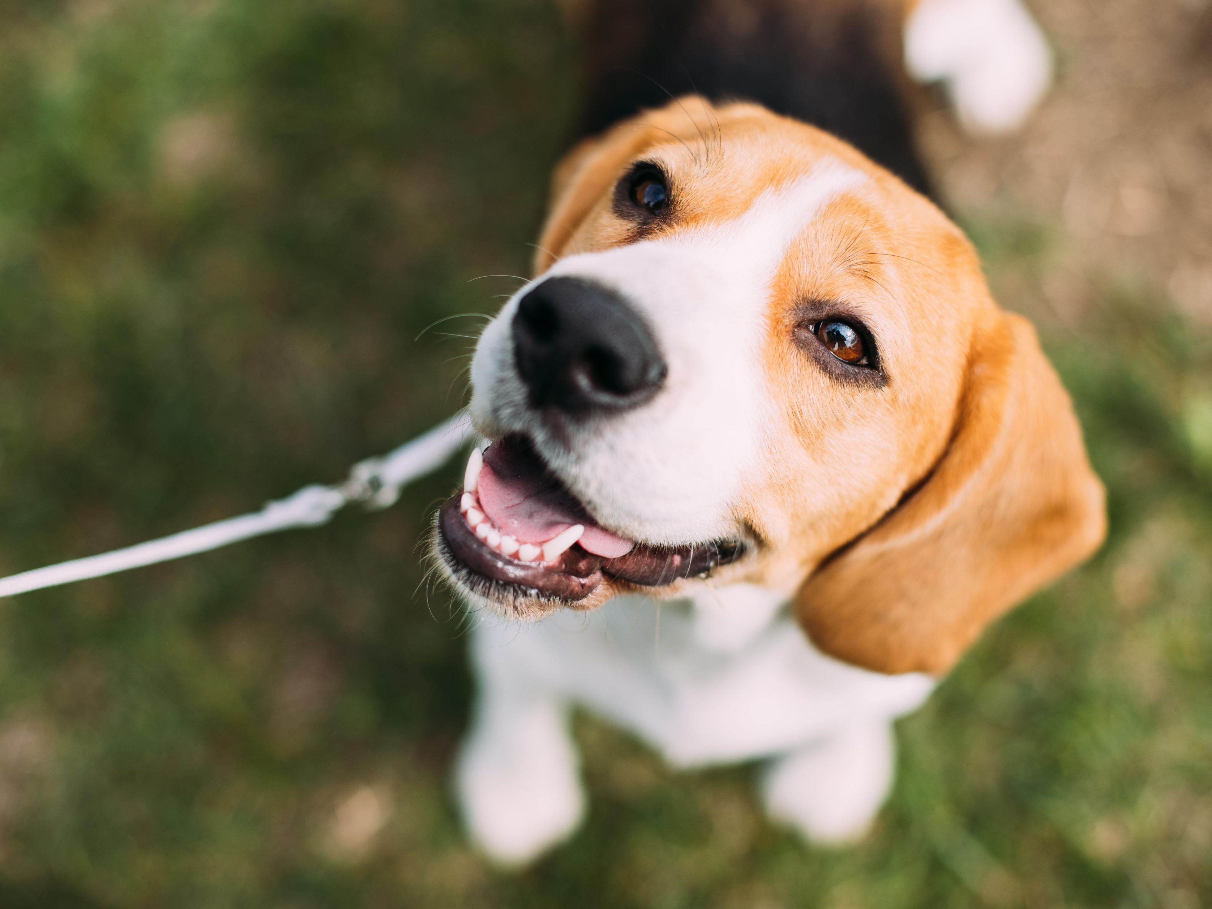 Bring your four-legged family members with you for a tail-wagging good time in Portland! We're delighted to welcome pets on designated floors one through three for just a $35 per night fee. We ensure you and your furry companion will feel at home during your stay.