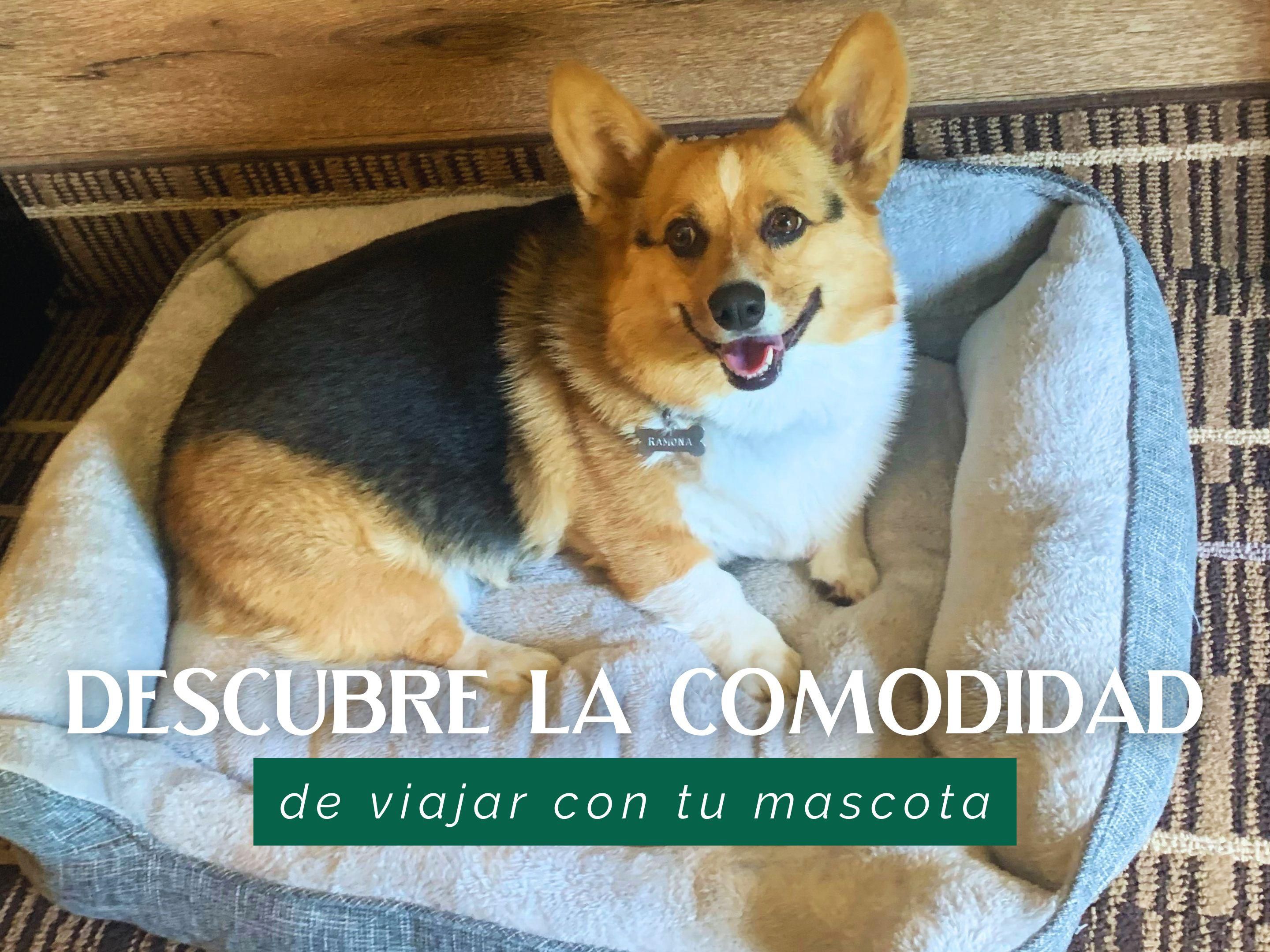 Pet friendly
Enjoy your stay with your pet. We have rooms a areas specially for your pet.
Please call the hotel directly to find out all the information and requirements