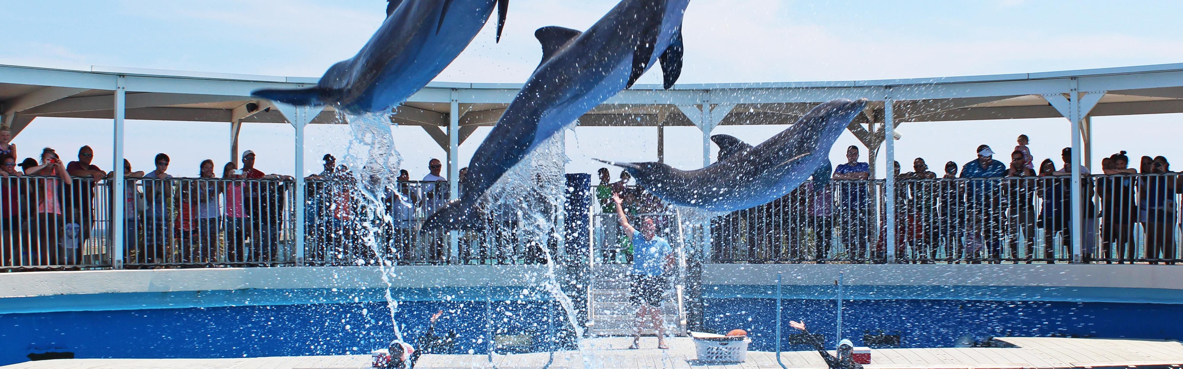 Gulfarium package - enjoy the dolphin and sea lion shows