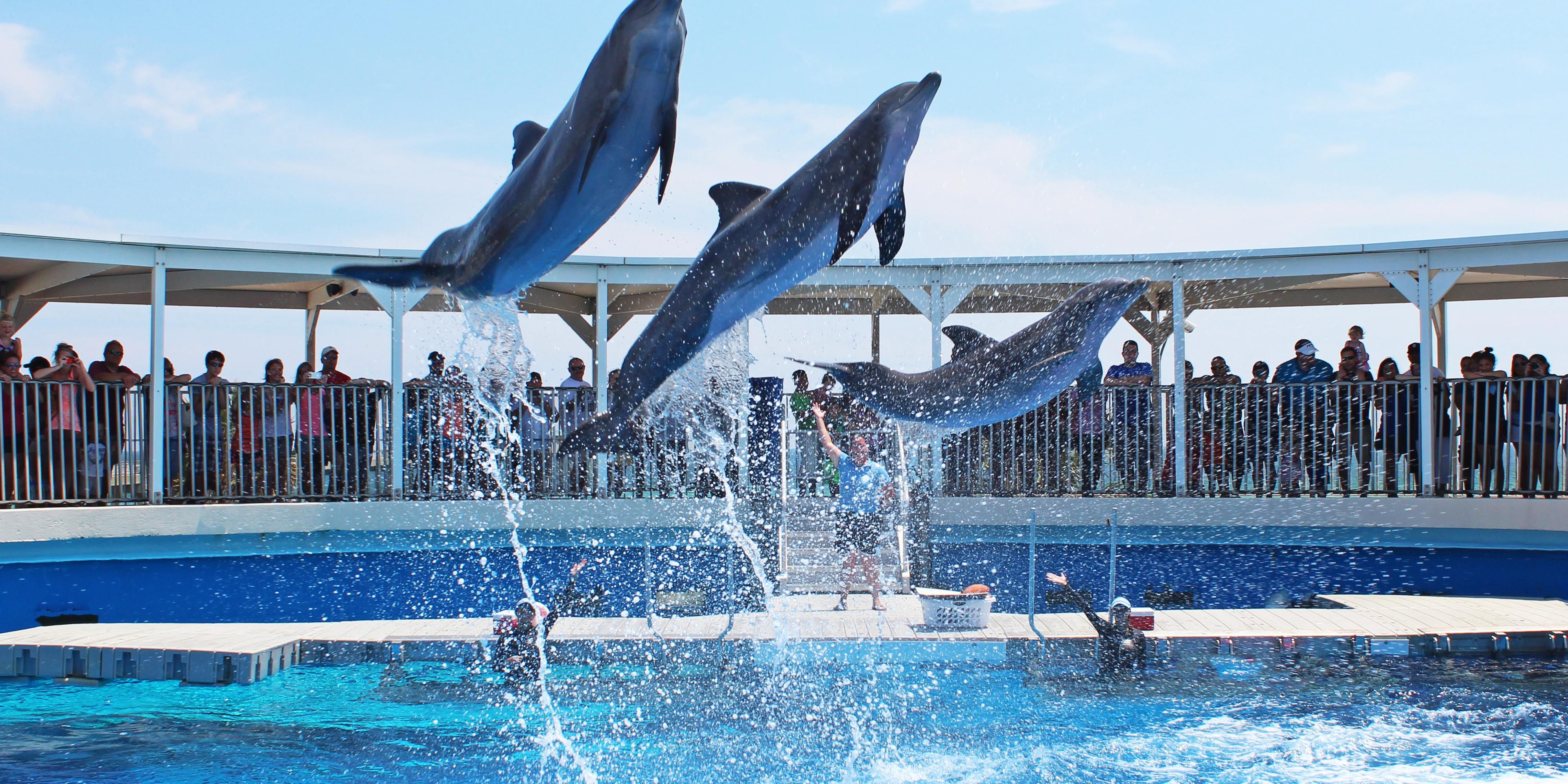 Gulfarium package - enjoy the dolphin and sea lion shows