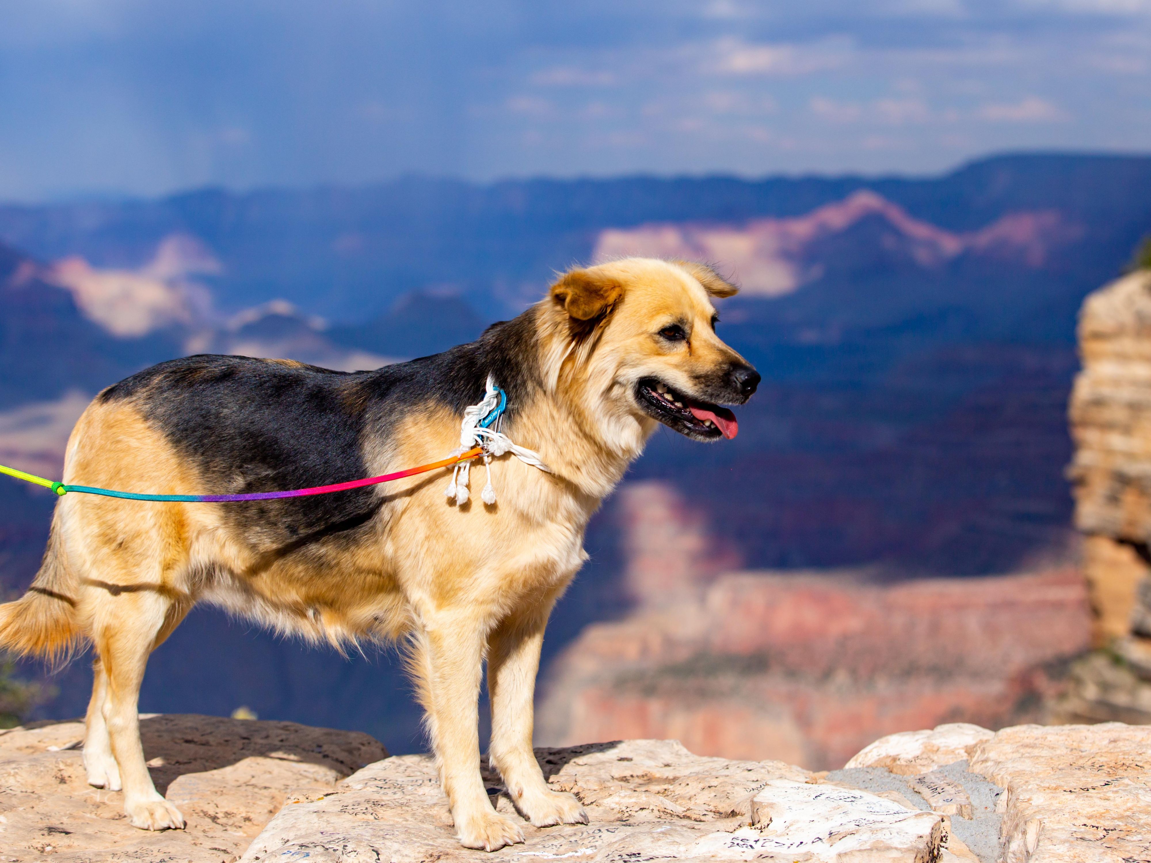 Discover pet-friendly hotel accommodations near the Grand Canyon, where your furry friends are welcome. Enjoy a comfortable stay, nearby trails, and the chance to explore this stunning natural wonder together!
