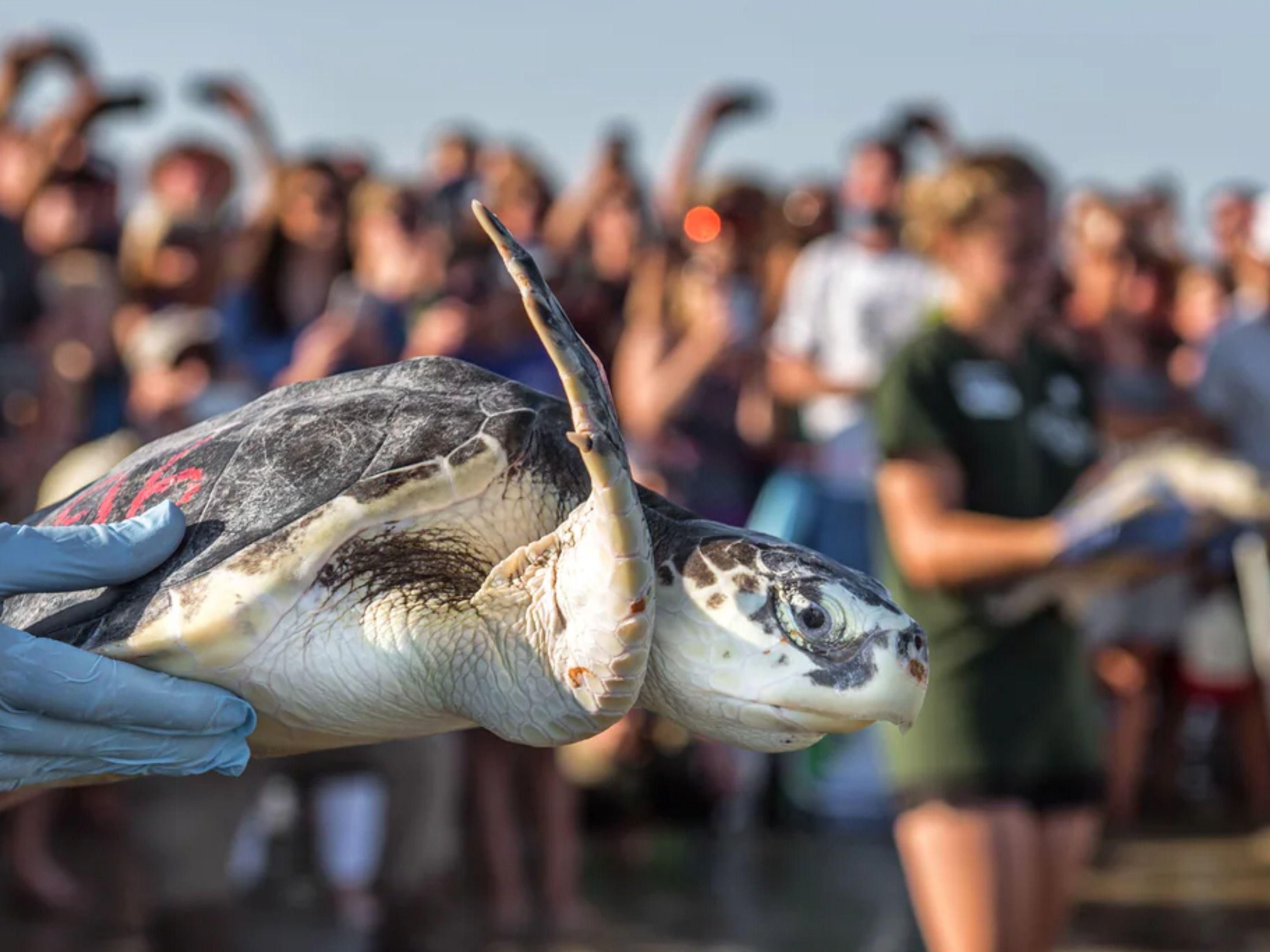 Sea Turtle being held
