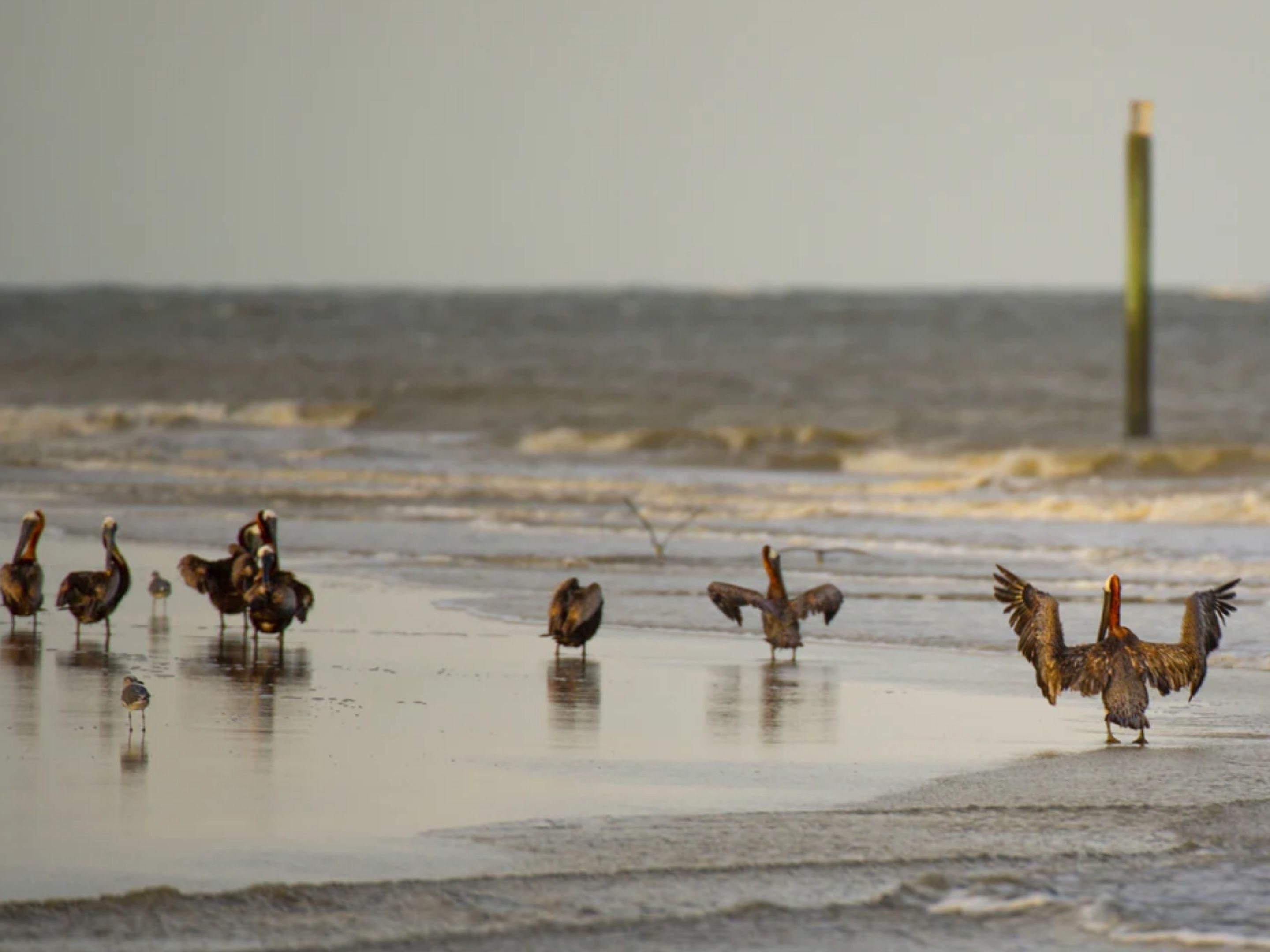 Pelicans on the beach
