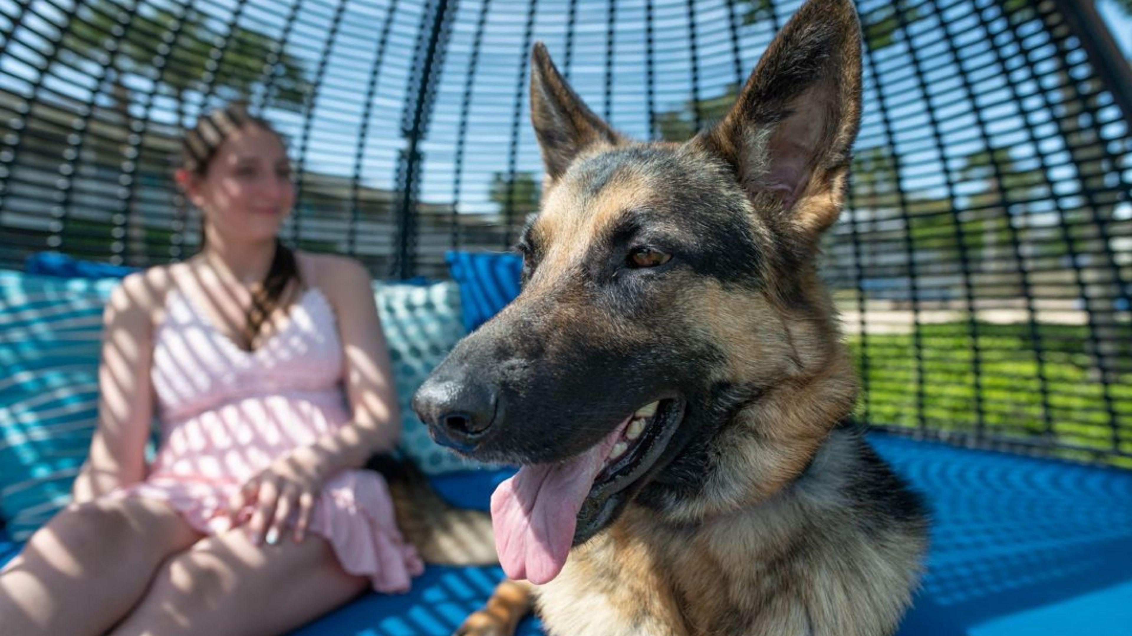 German shephard sitting outside by cabana