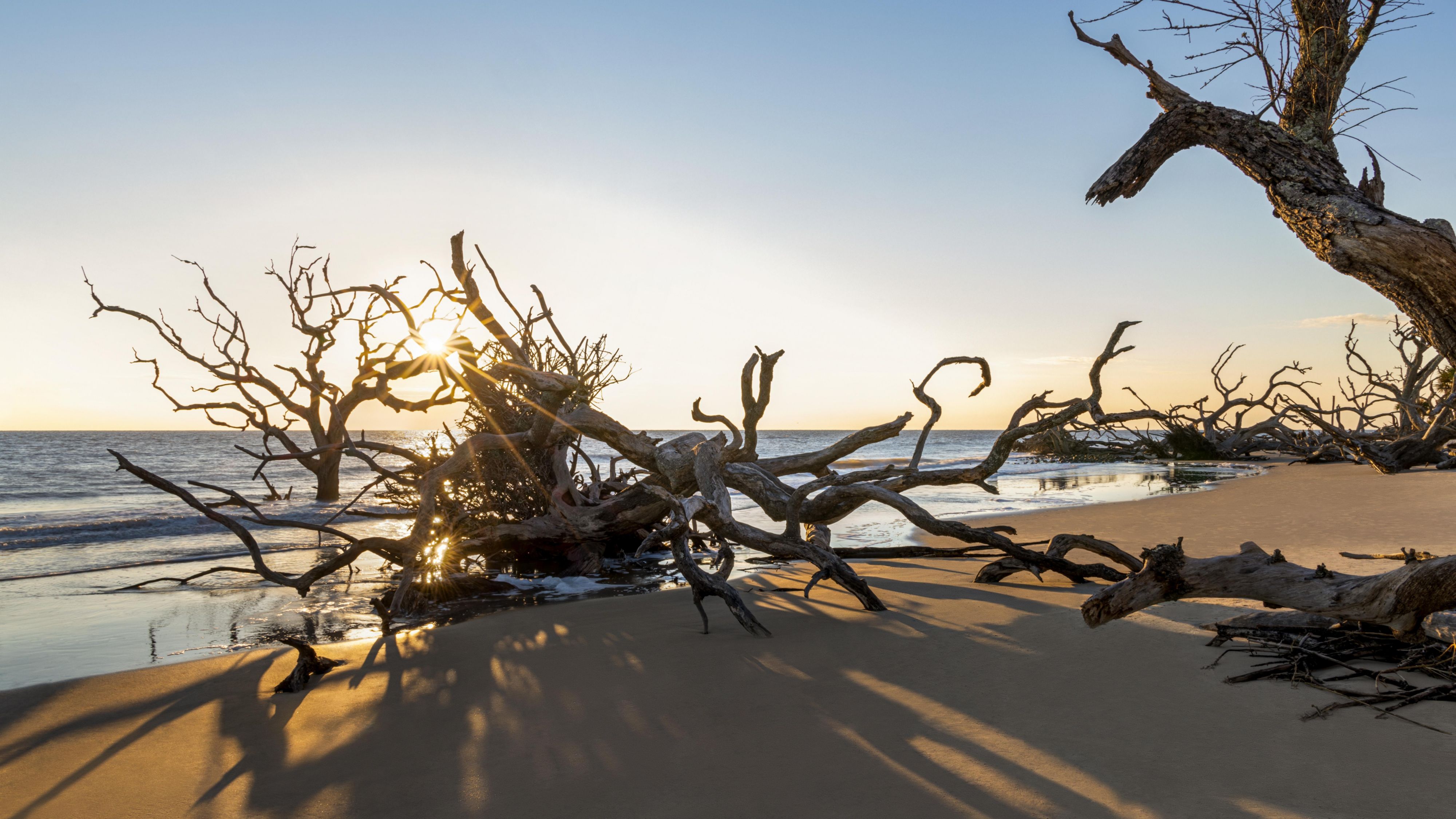 Drift wood trees on beach