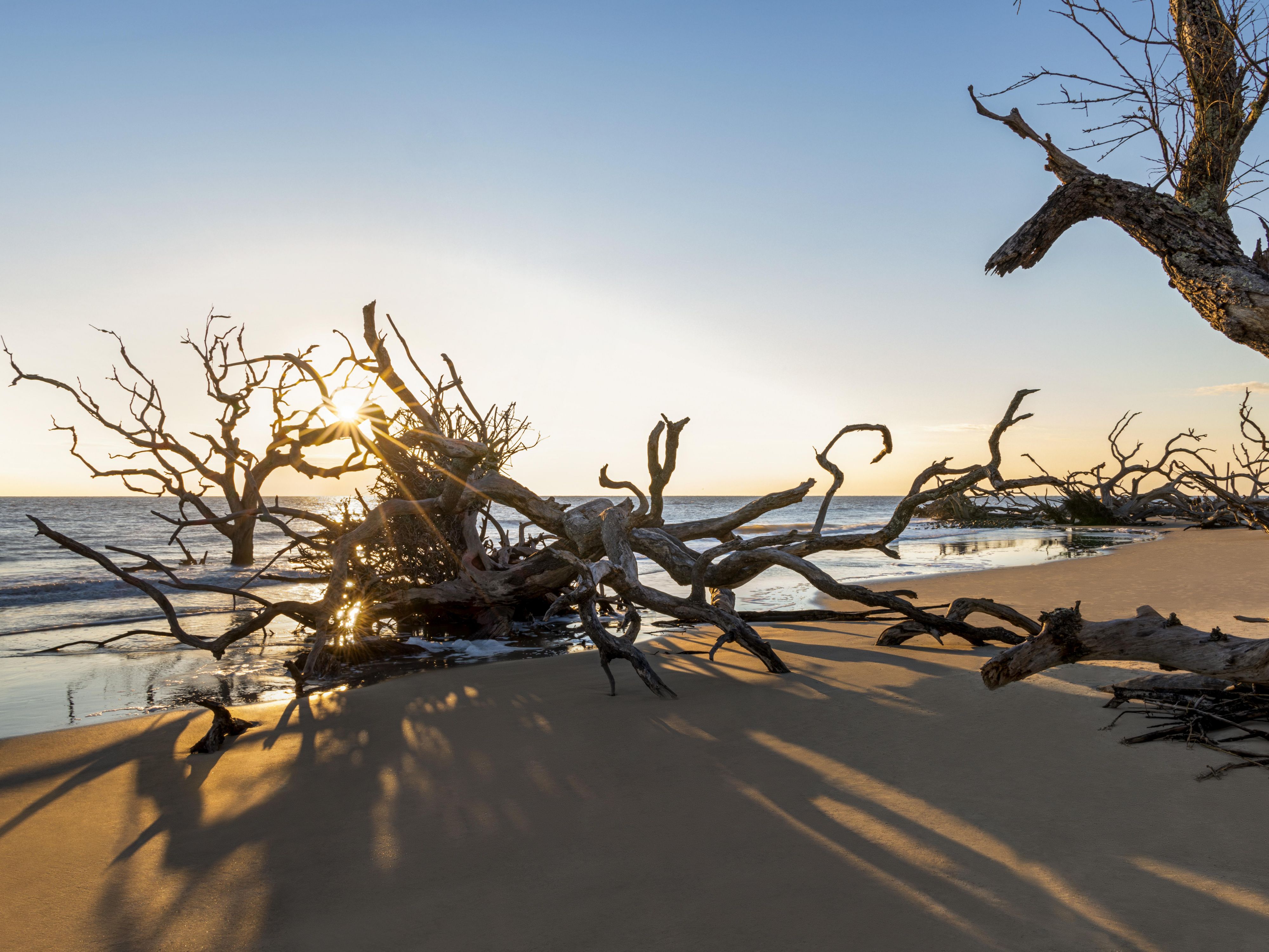 Drift wood trees on beach