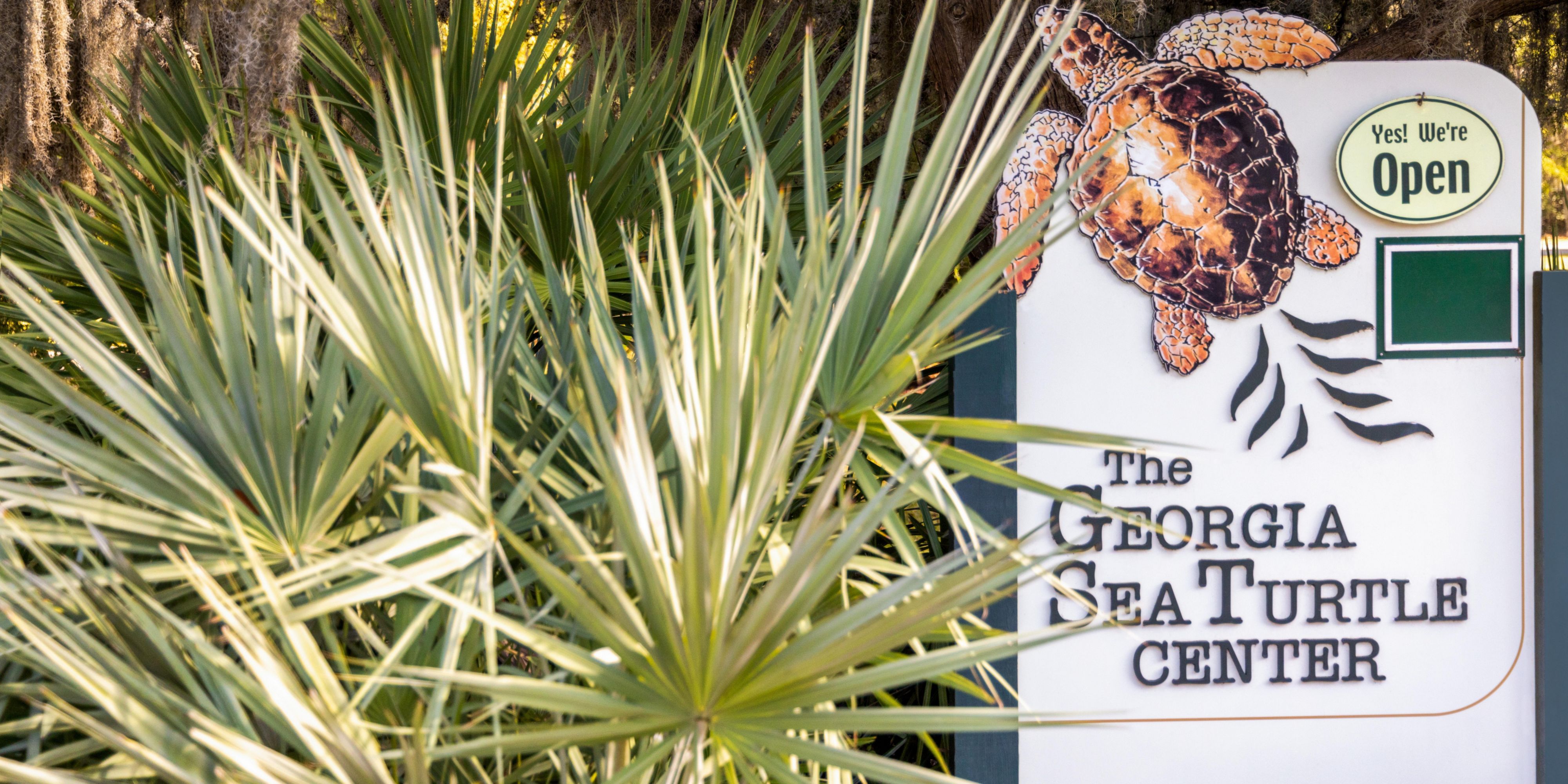 Visit the Georgia Sea Turtle Center while staying on the island