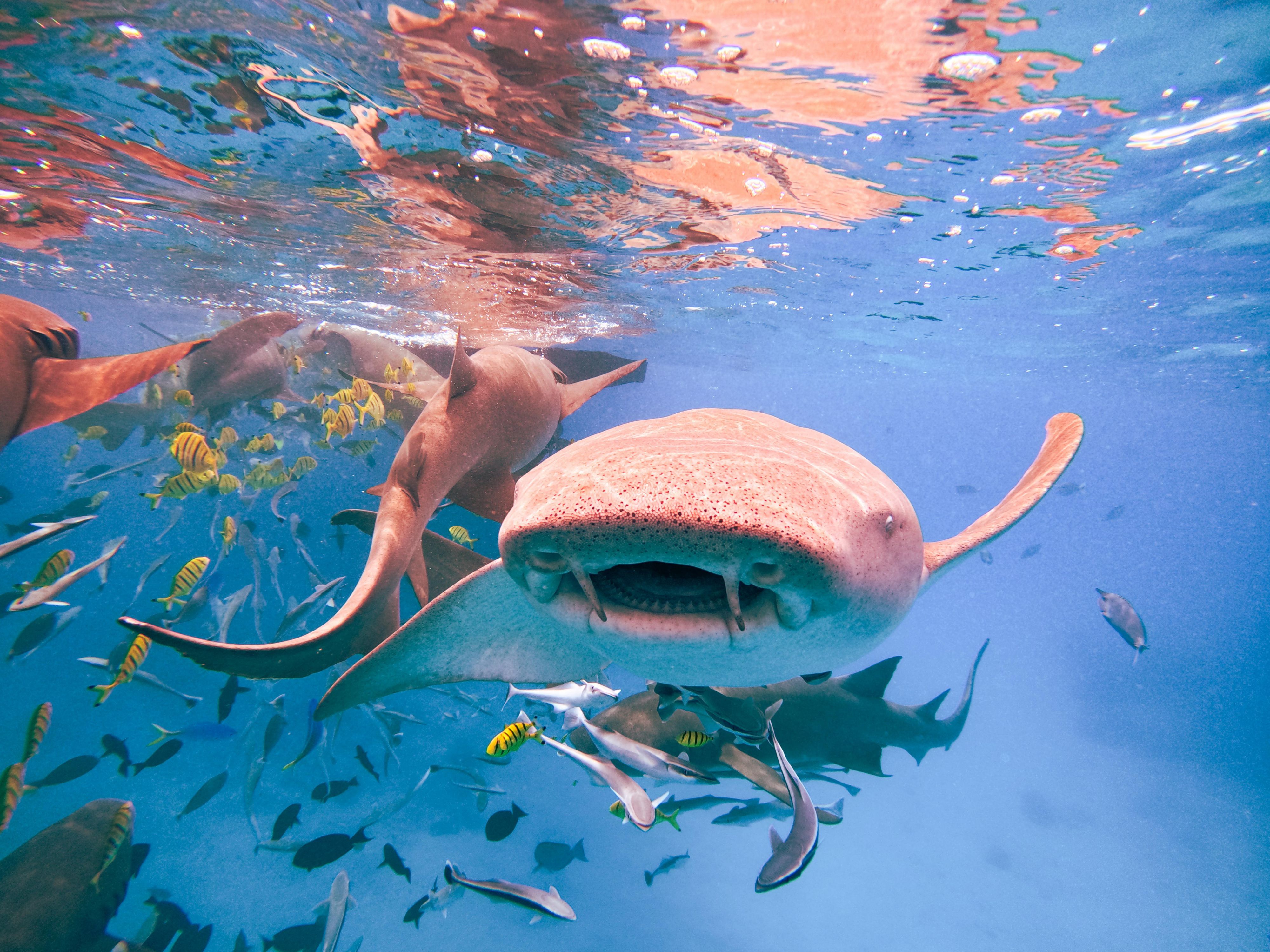 Dive into an unforgettable adventure where you will experience the thrill of swimming with the sharks. Get ready to encounter these majestic creatures up close.
Check it off your bucket list.