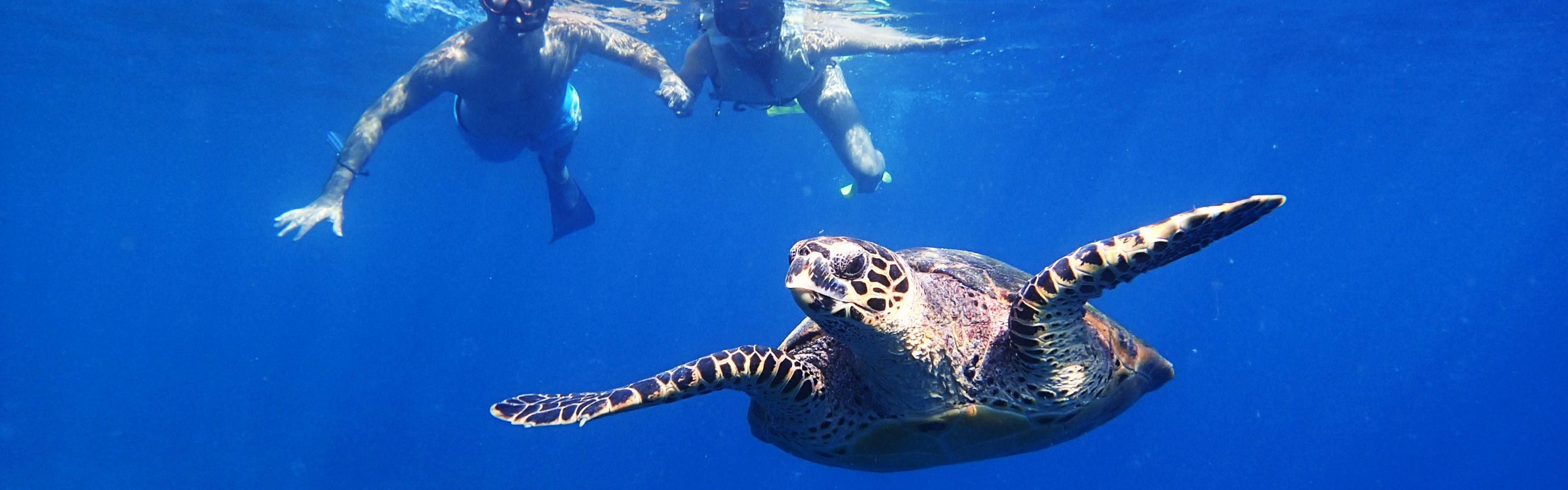 Snorkling with turtle