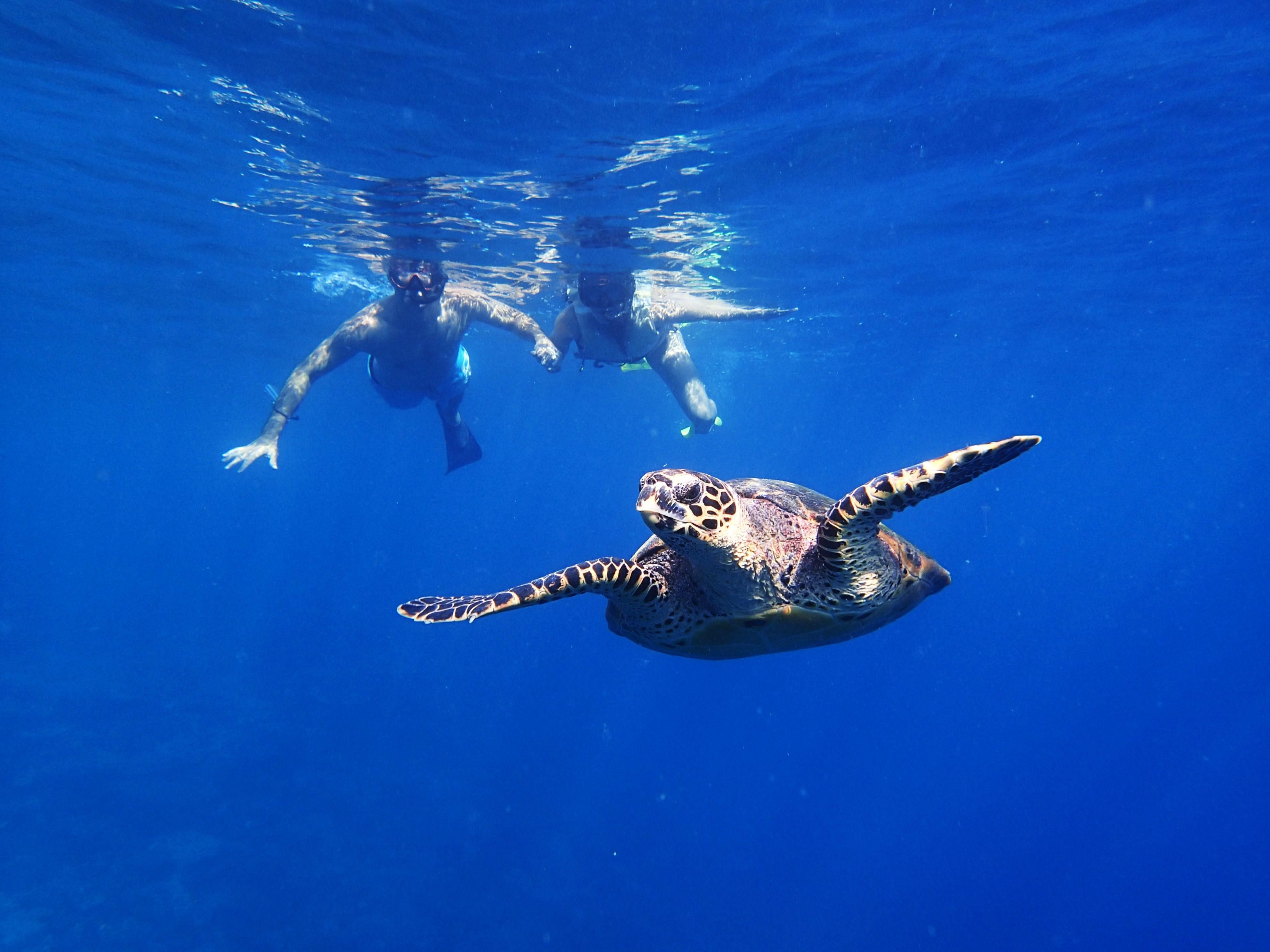 Snorkling with turtle
