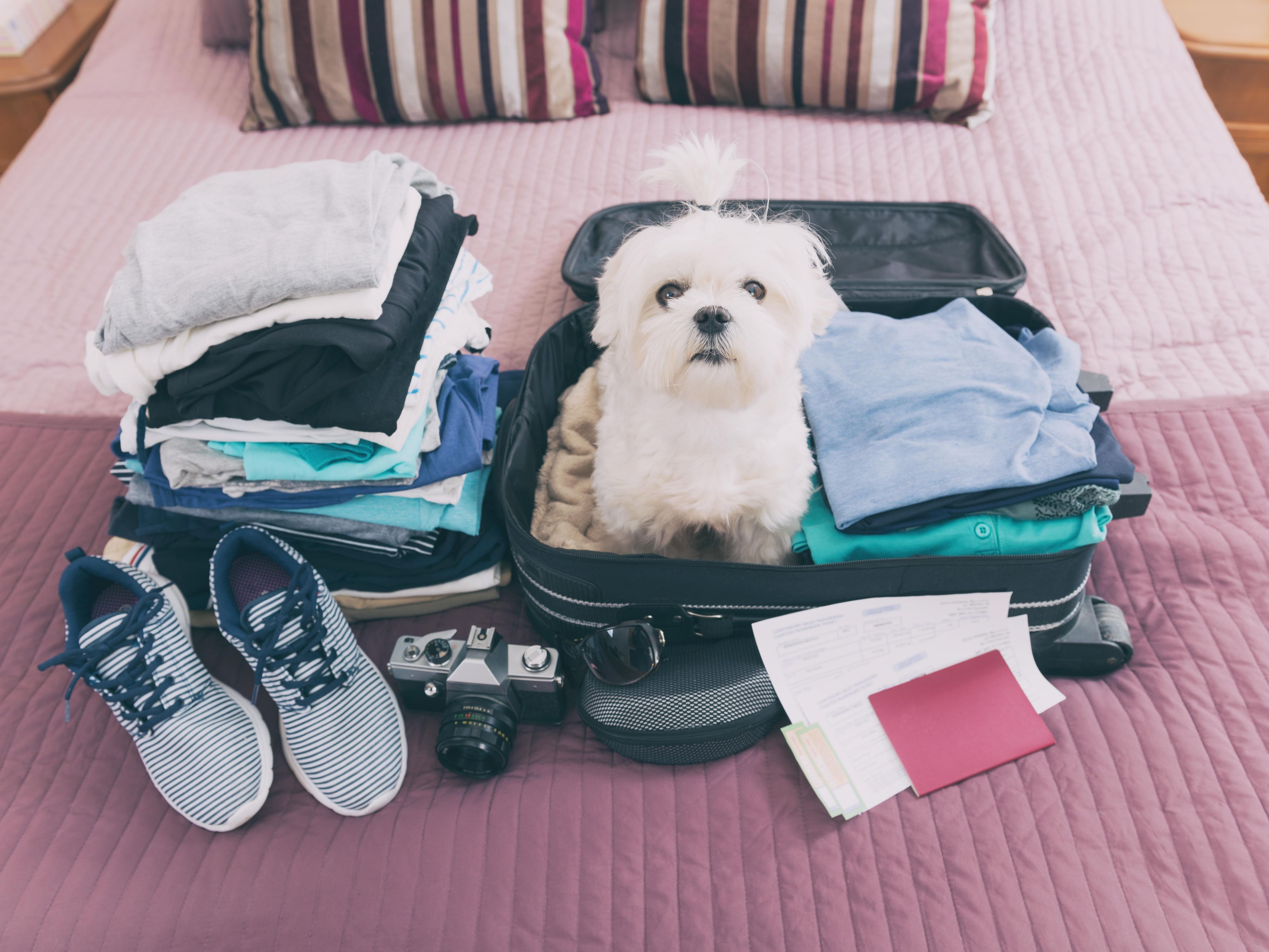 We're delighted to welcome your four-legged friends to our pet-friendly rooms and suites. Situated near walking areas and parks, your pet will have plenty of room to stretch their legs and explore. So, bring your furry companion along for a tail-wagging good time in Sacramento!