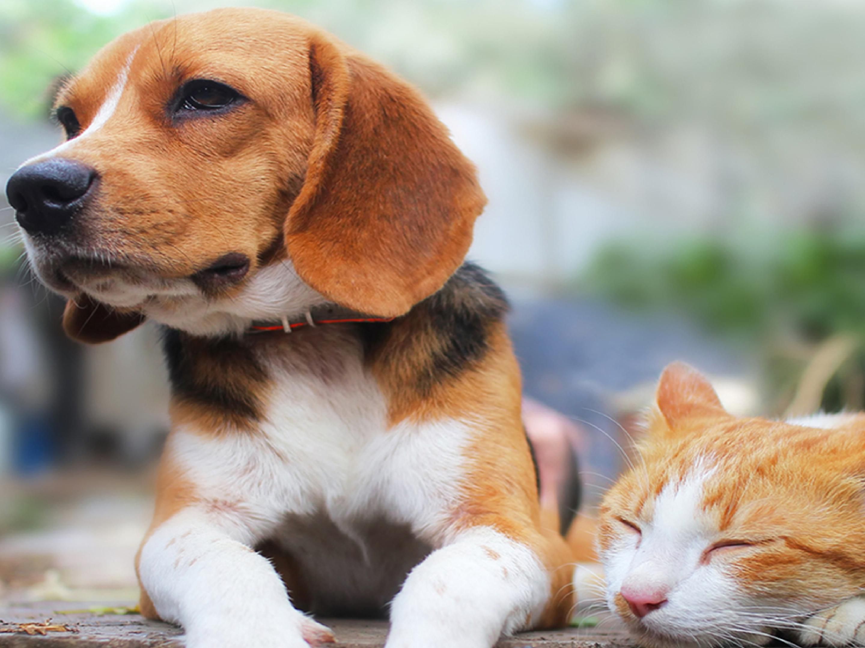 Don't want to pay for pet sitter or have to worry about time away from your pet? Bring them along for the ride as we accommodate to the entire family!