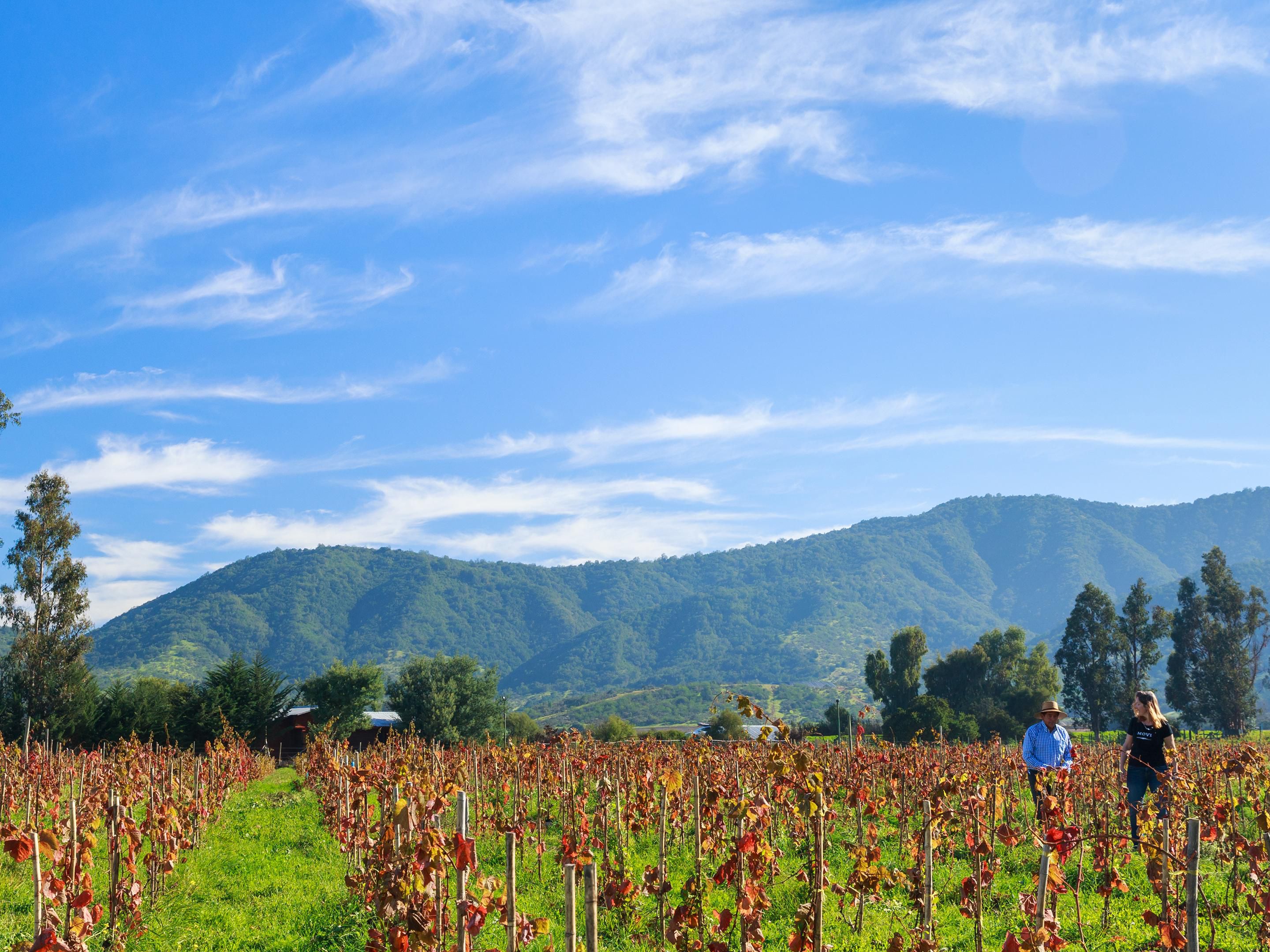 The town of Casablanca is 35 minutes from the hotel on the way to Valparaíso and Viña del Mar. Here you can find more than 15 different white and red wine vineyards, Pinto Noir, Sauvignon Blanc or Carmenere. Vineyards such as Viñedos Veramonte, Casas del Bosque or Viña Indomita, among many others.