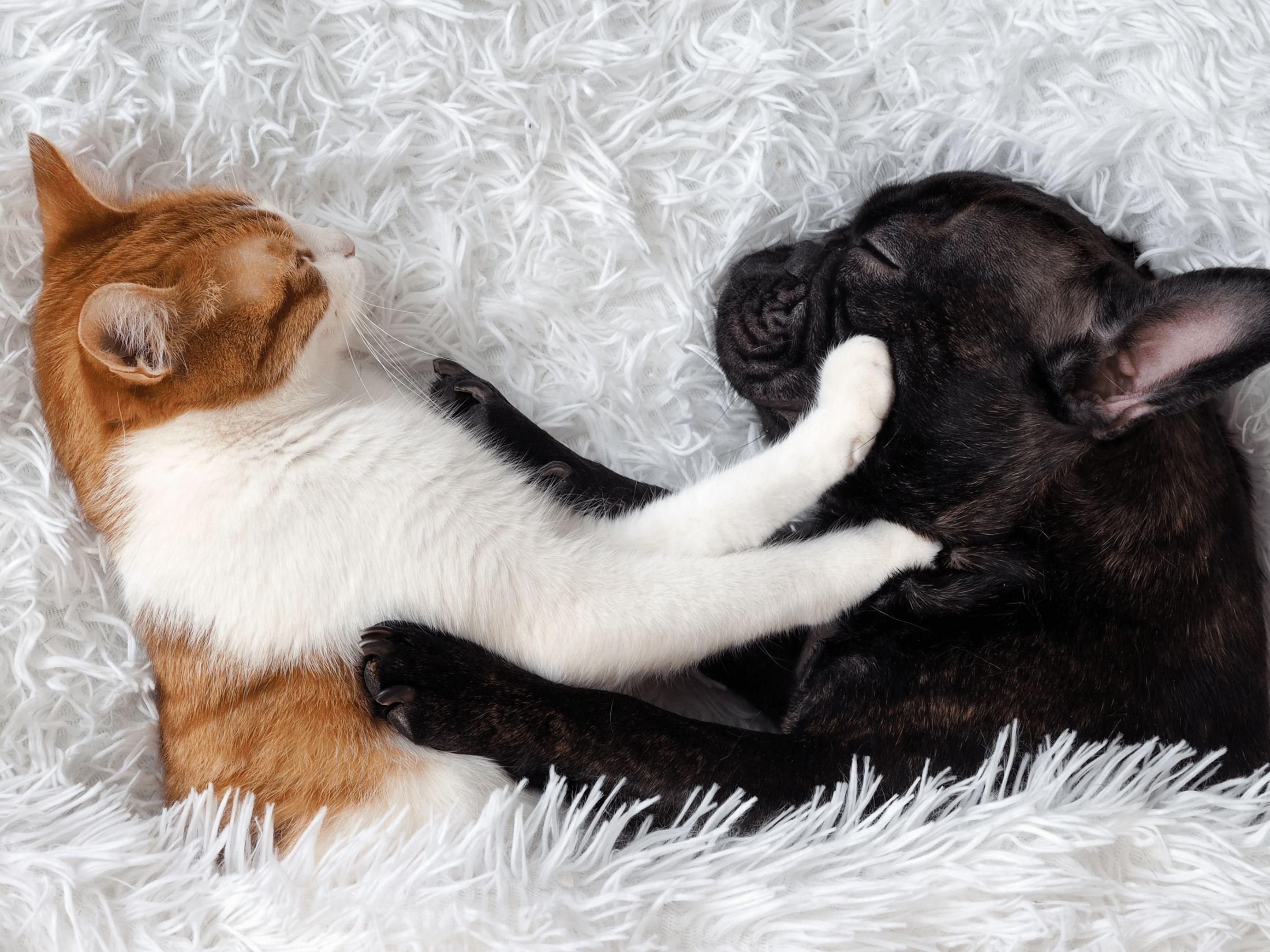 Bring your furry friends along for a cozy stay! Our pet-friendly hotel warmly welcomes your beloved companions, offering comfortable accommodations and amenities tailored to both you and your pets' needs. Enjoy a hassle-free getaway with your whole family, including the four-legged members!