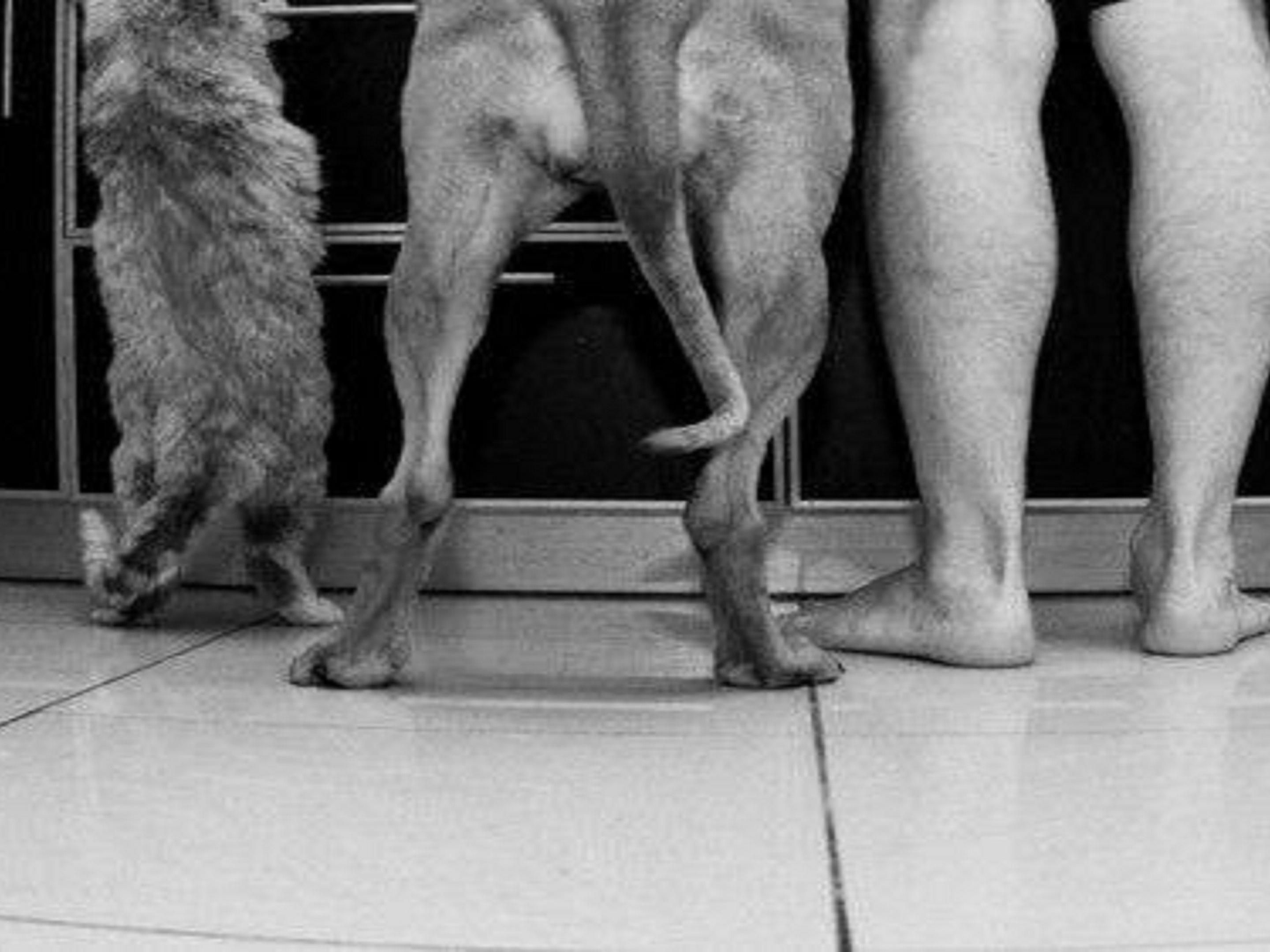 Stay, sit, wag your tail!  
Here at Holiday Inn Sydney Waterfront, your pet is as welcome as you are.
Ask about our pet policy when booking.