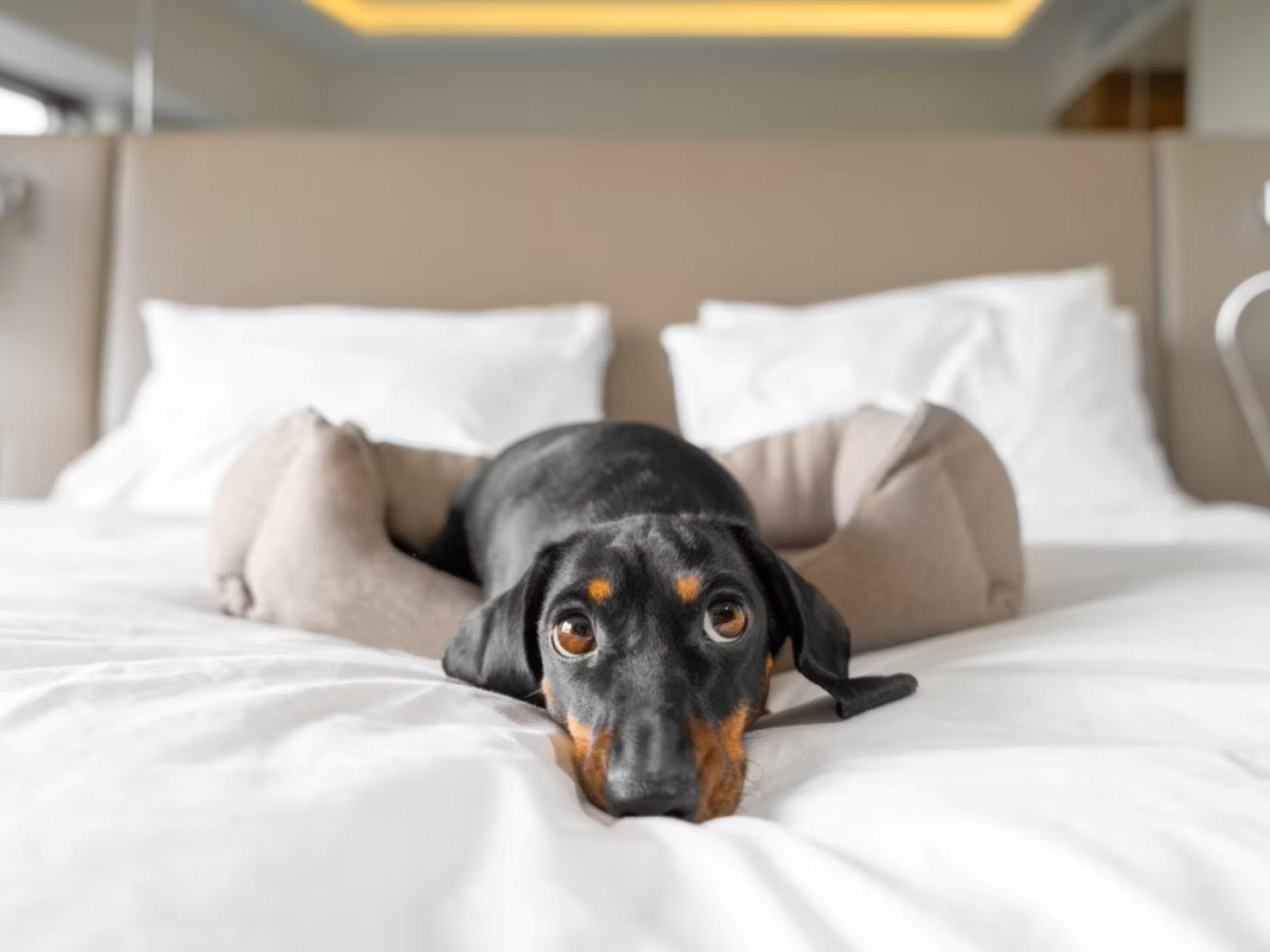Our pet-friendly hotel in Tampa Westshore warmly welcomes dogs, so your furry friends can join the fun. No need for kennels or pet sitters—bring your companions along and enjoy a stress-free stay together. Because we believe pets deserve a vacation just as much as you do!