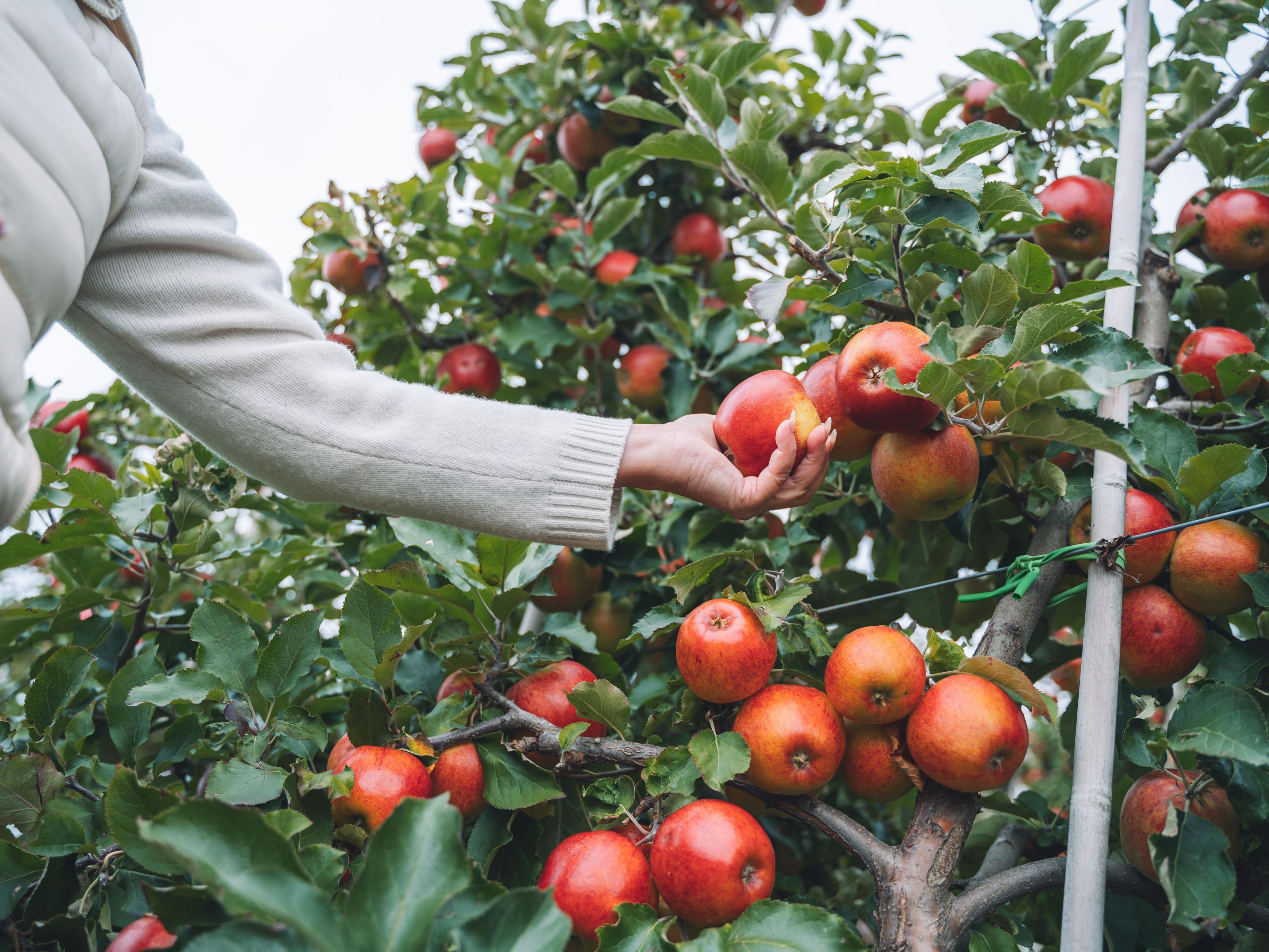 Fall is here, and so is the fun! Stay with us at Holiday Inn Toronto Airport East and enjoy a family day at Albion Orchards for apple picking and pumpkin patch fun, just a short drive away. Book your fall escape today!