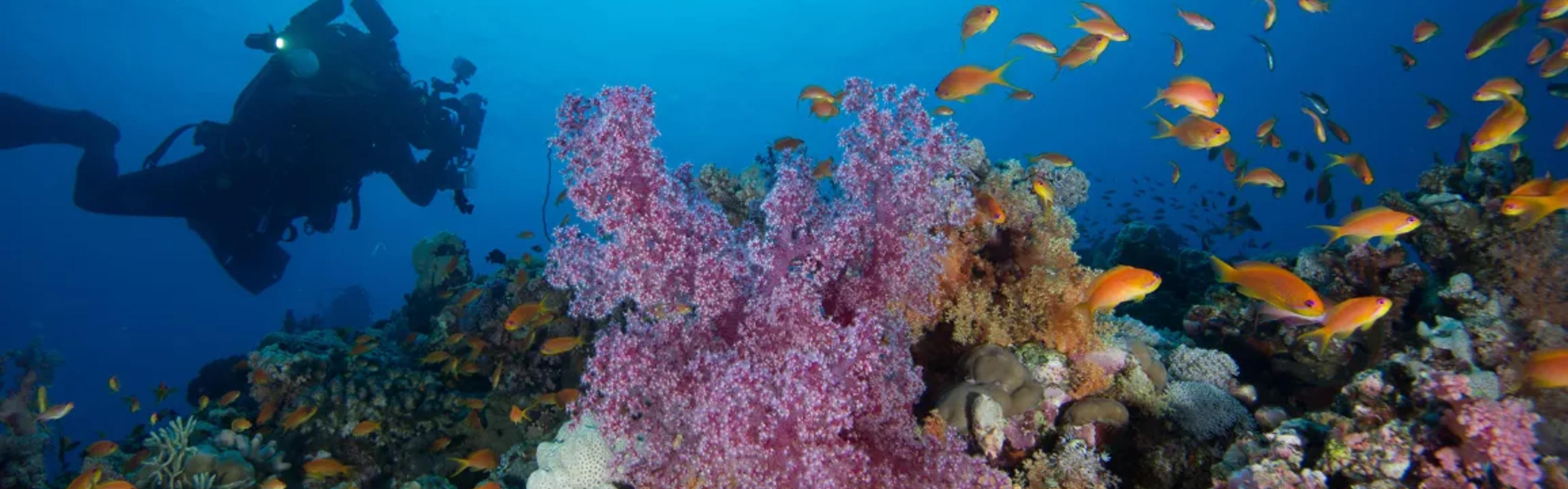 Yanbu Diving Spots with Its famous coral reefs at the Red Sea
