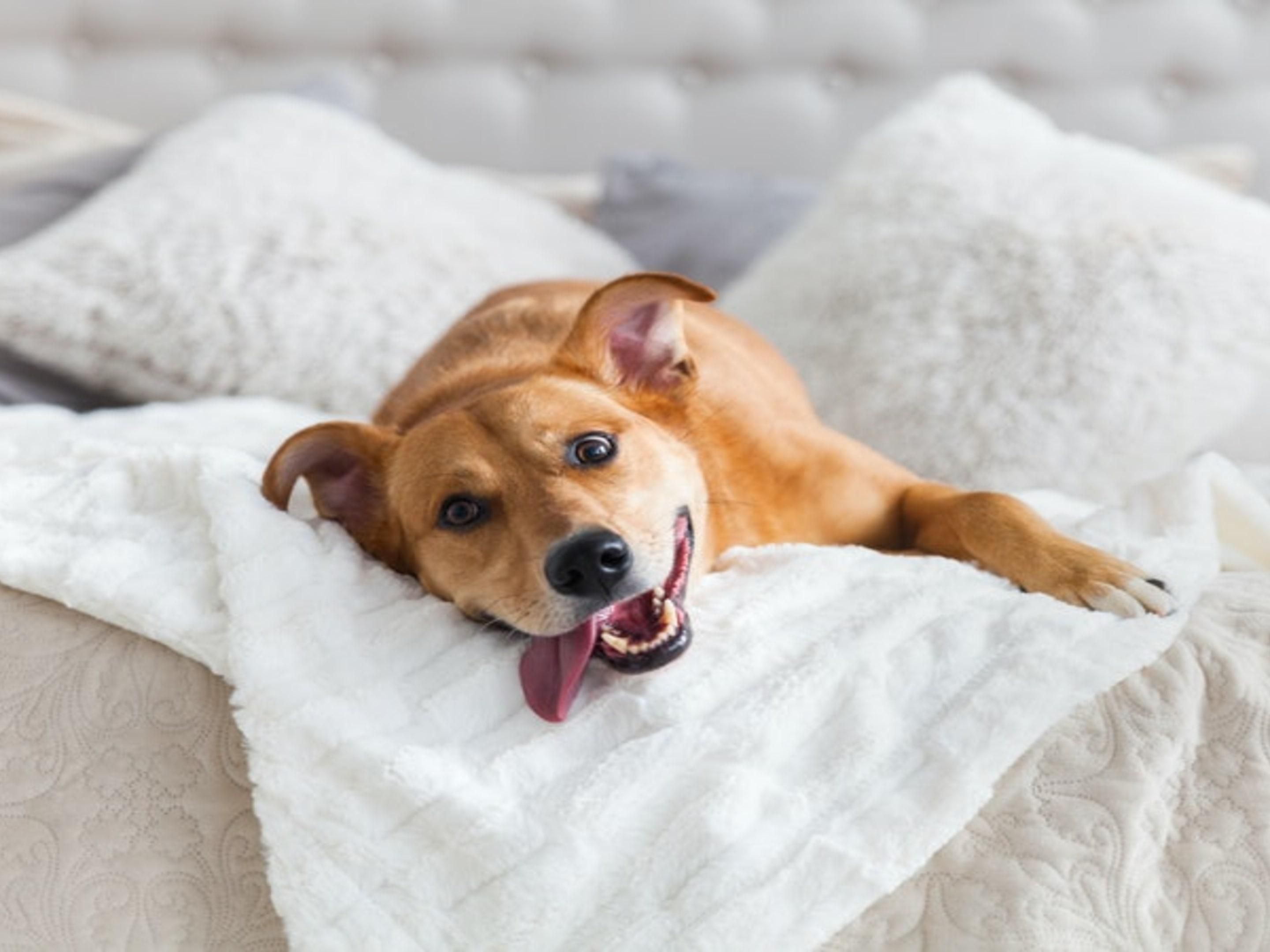 Four-legged friends are welcome, with several waterfront parks and trails within steps of our front doors. Rooms with pets require a bit of extra cleaning, so we do charge a daily pet fee of $50 per pet. We have a limit of two pets per room.