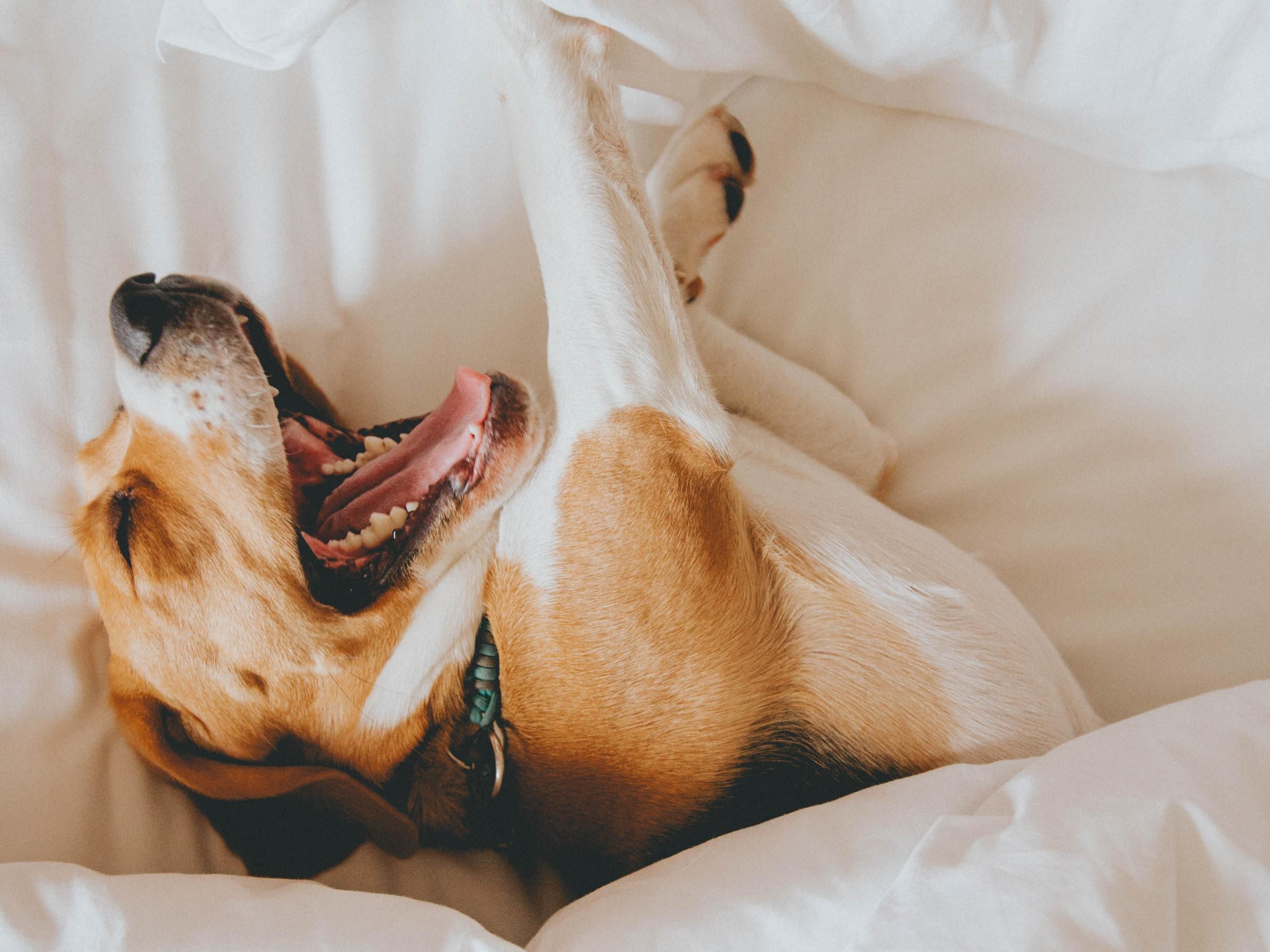 Pets are part of the story at Hotel Indigo Auckland. We welcome dogs up to 30kg, with a limit of two small dogs per room. A $150 NZD pet charge applies per stay, payable upon check-in. Whether you’re exploring the city or curling up in comfort, your furry friend is just as welcome as you are.