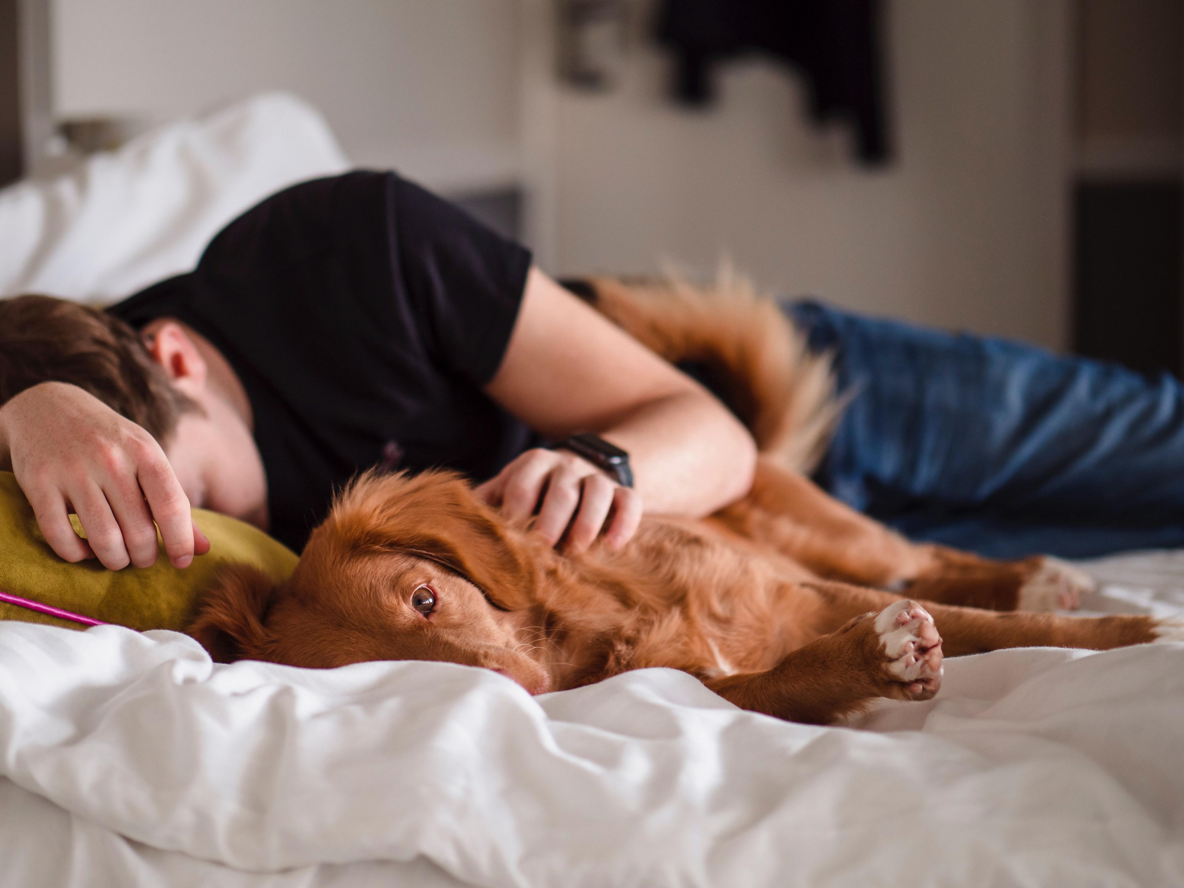 When it comes to pet-friendly hotels in Baltimore, MD, there are none more welcoming than Hotel Indigo® Baltimore Downtown. Relax in our spacious accommodations downtown with water bowls and treats, then walk over to Howard's Park Dog Park, just three blocks away. We welcome two pets per room and require a $25 pet fee per night.