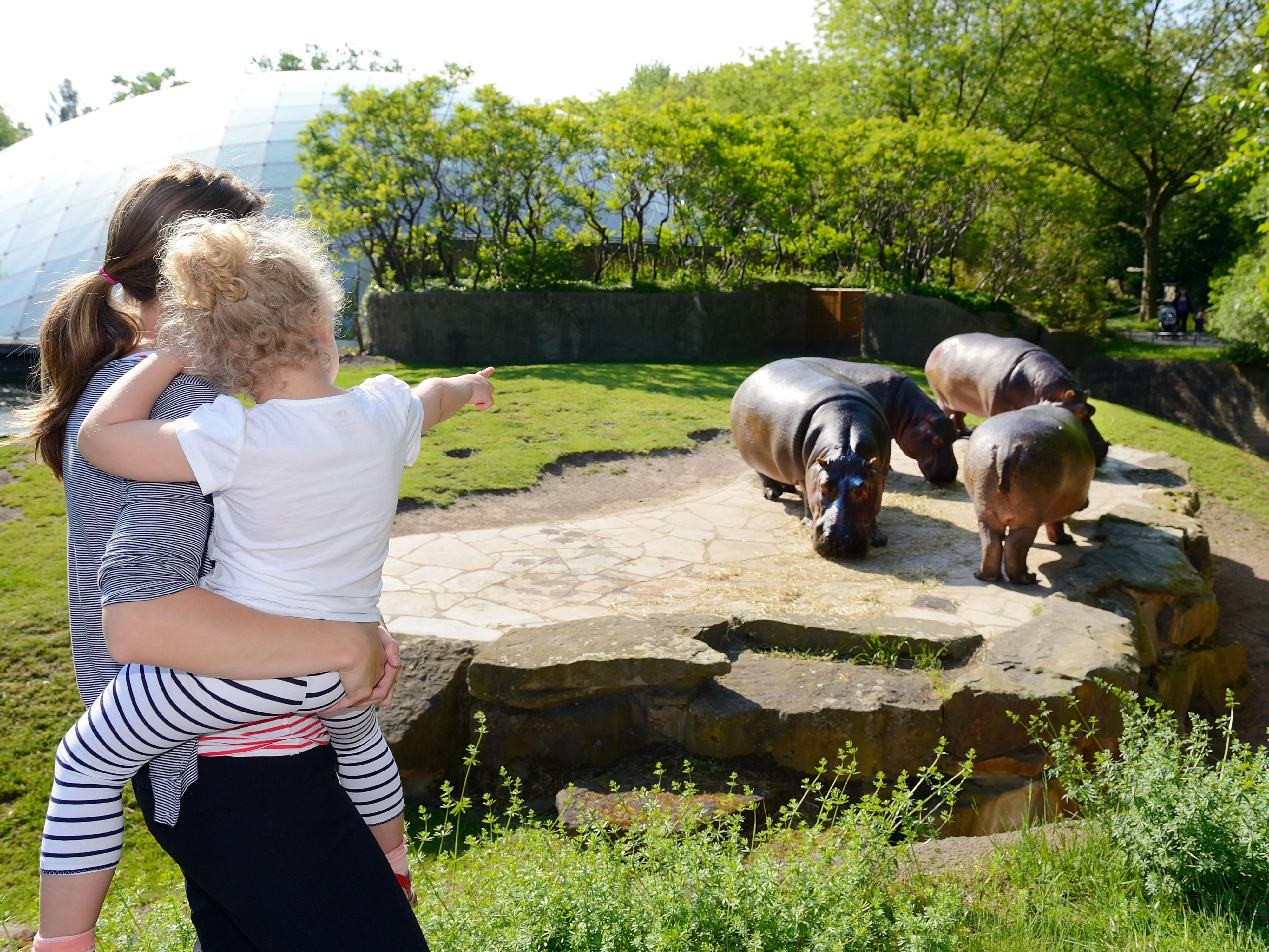 Just a few minutes from the hotel lies Germany’s oldest zoological garden and the most species-rich zoo worldwide. Spanning 33 hectares, it is home to over 20,000 animals from around 1,000 different species. Whether you´re taking a short stroll or spending the whole day, you’ll always discover something new.
