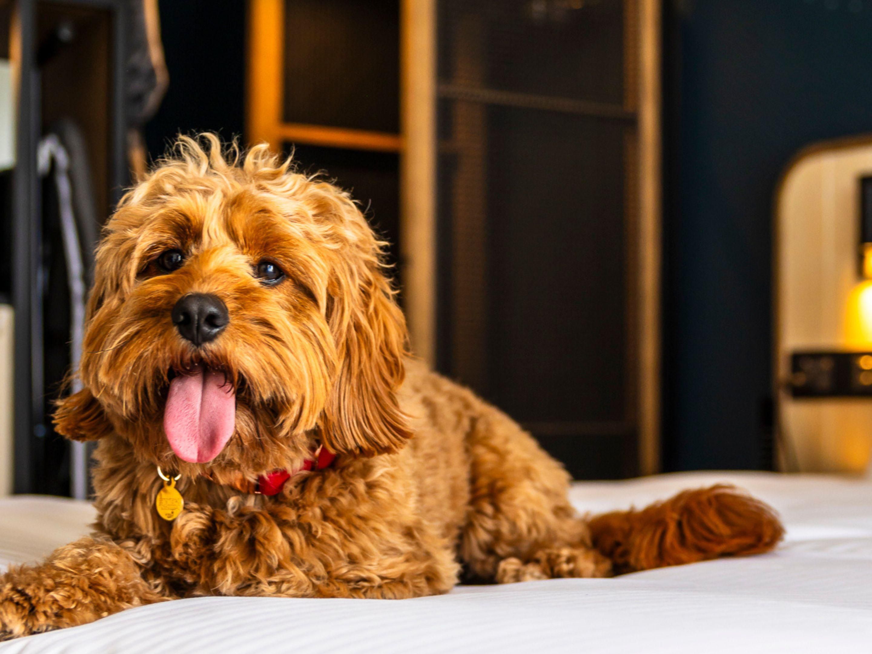 Dogs are welcome at Hotel Indigo. Maximum weight is 40kg. Dogs must not be left unattended. Pets are subject to room type and your reservation may change. Please contact us directly for details to book your pet stay.
