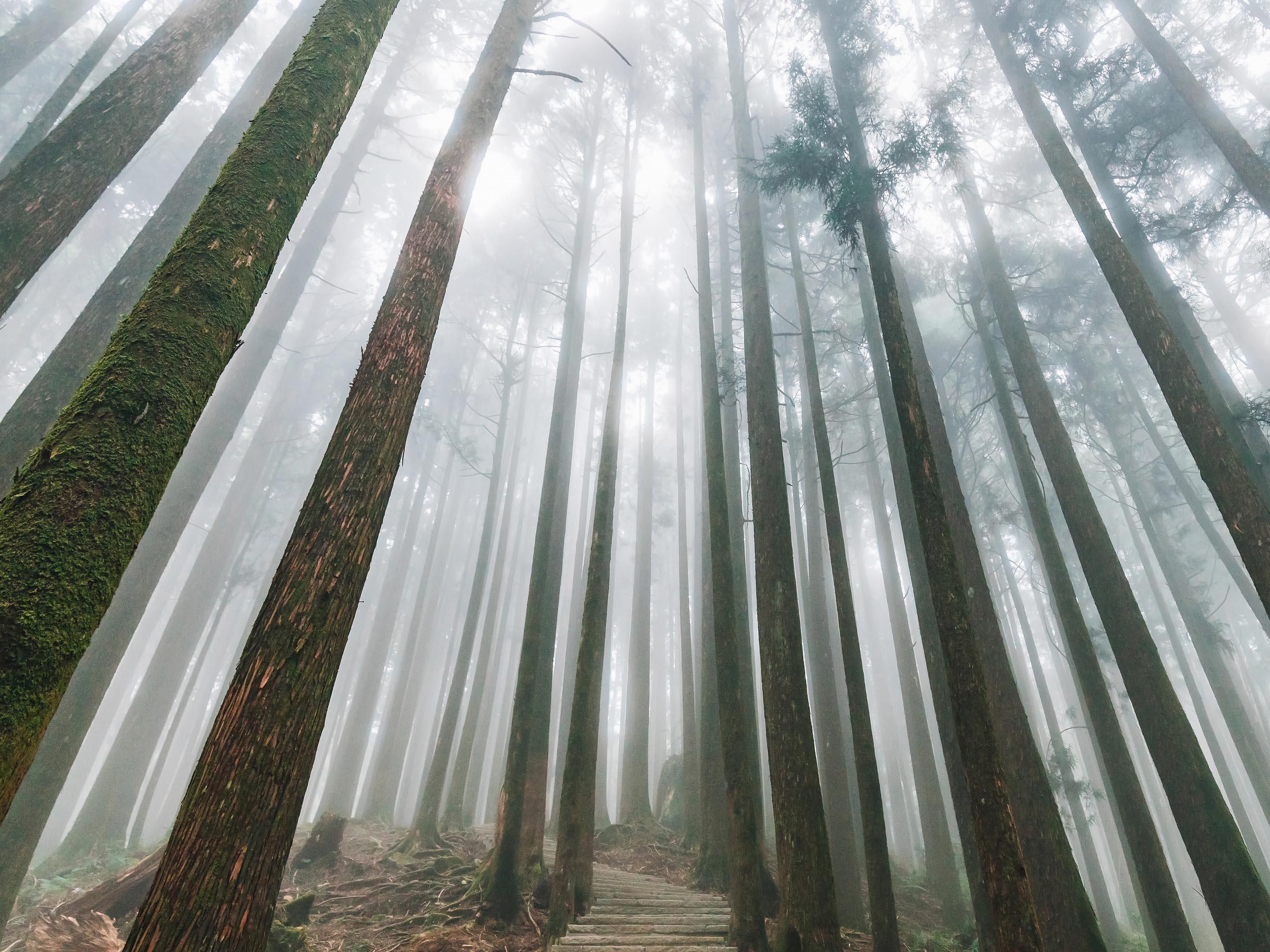 矗立在山里的神木群，树龄最长大约是3000年。 「神木为何总如此沉静，古老的回忆究竟内心转多少层年轮？」在余光中的笔下，神木像沉默的说书人，见证了阿里山历史变迁。 大厅木质调的接待柜台，以树轮纹路为元素，象征探索的起点，而旅人就像是探险者，由此开始探索阿里山的无尽藏。