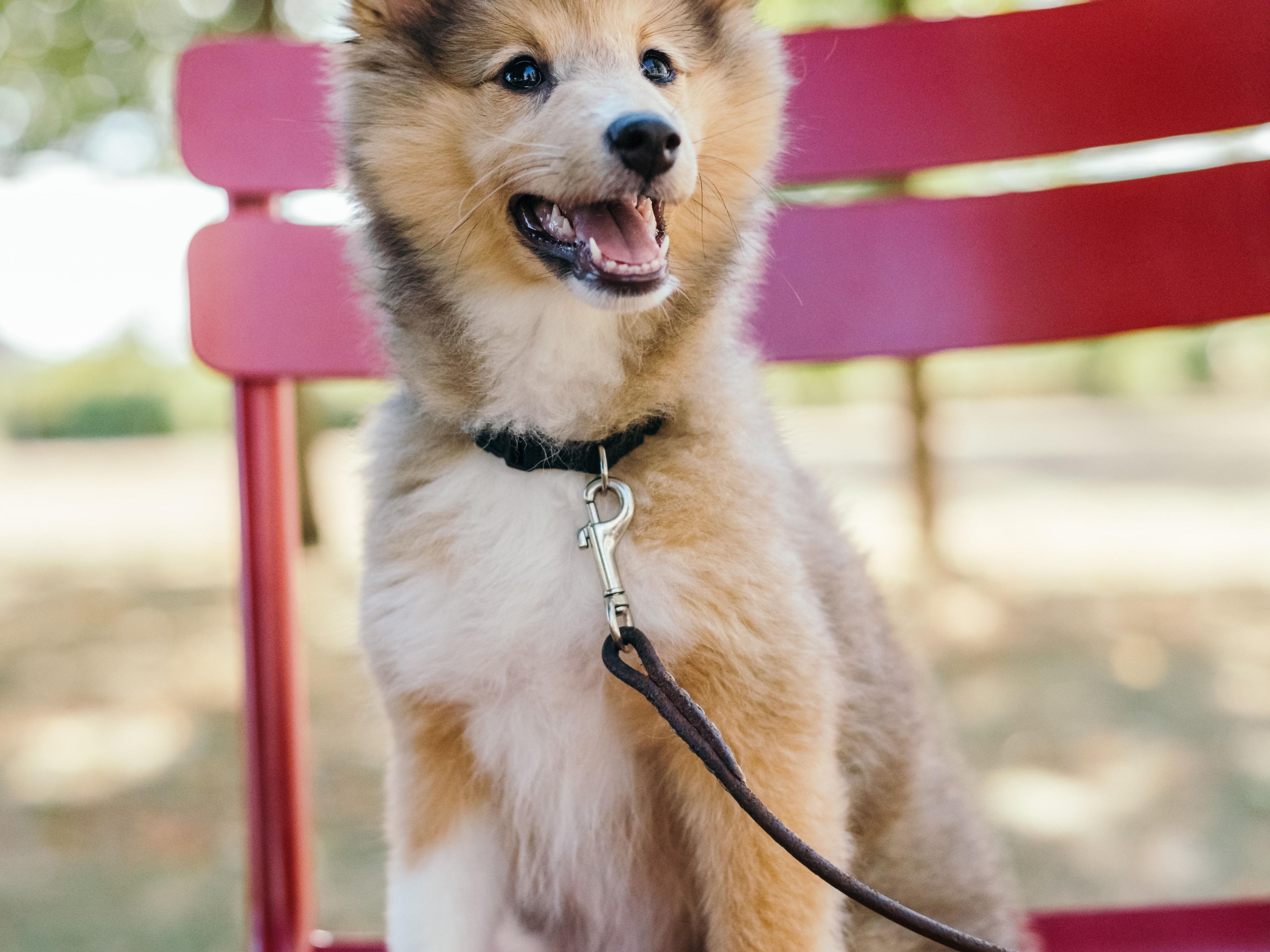 Bring your furry friend along for your travels to Columbus. Have fun exploring the beautiful outdoors or uptown Columbus with your travel companion. Our pet-friendly hotel rolls out the red carpet for your fur baby. There is a one-time $75 non-refundable pet fee. The weight limit is 75 lbs for one pet. Dogs or cats are only accepted.