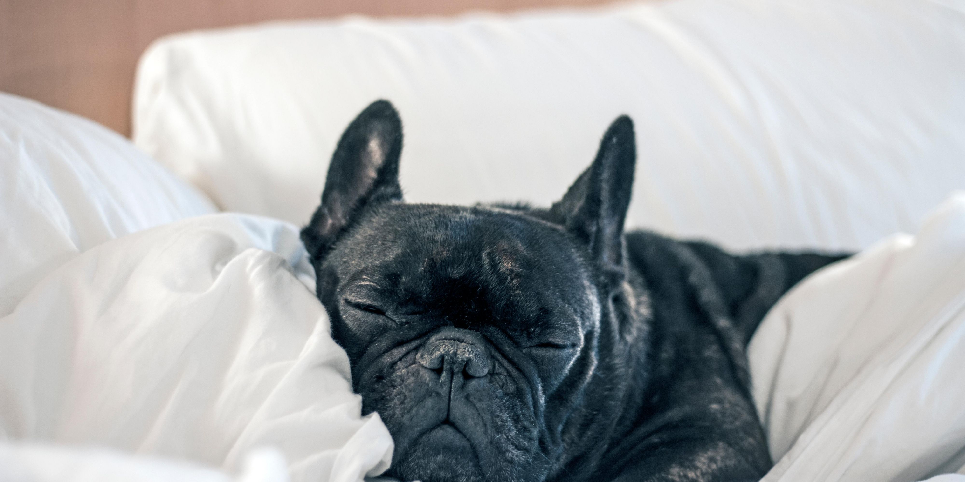 black pug sleeping on a hotel guest bed