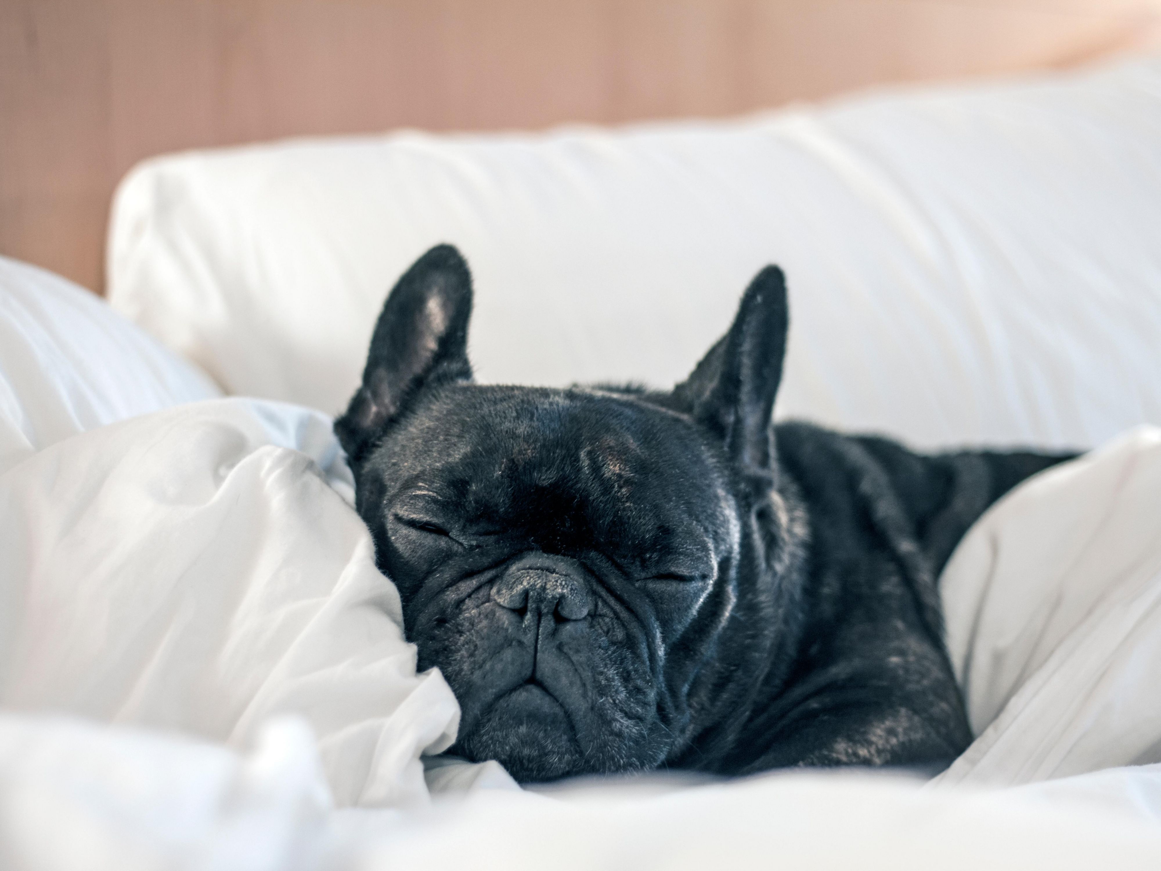 black pug sleeing on hotel bedding
