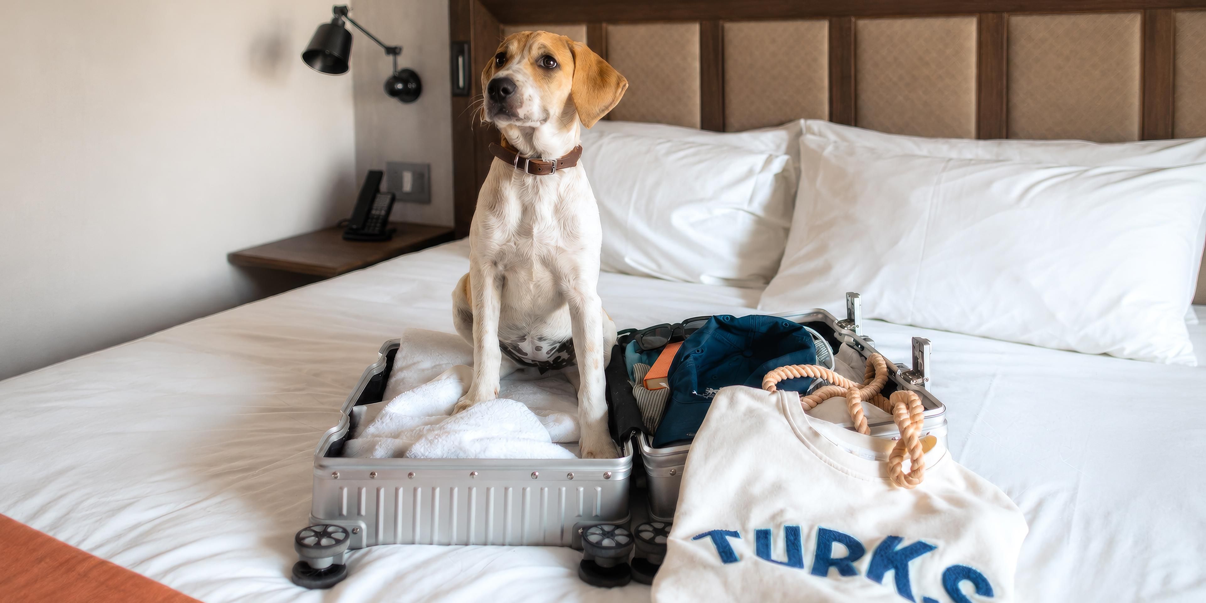 dog in hotel bed