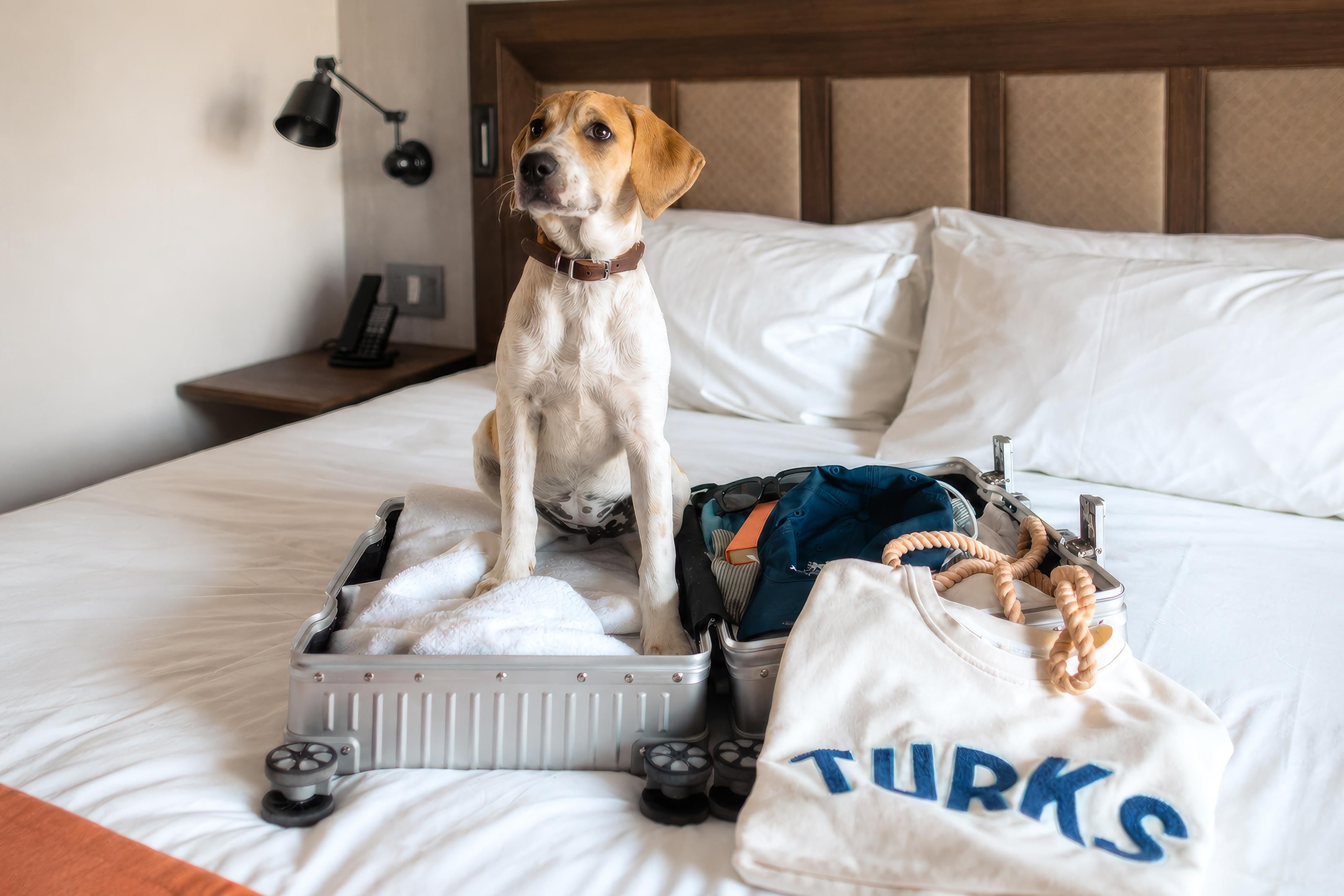 Dog on a hotel bed.