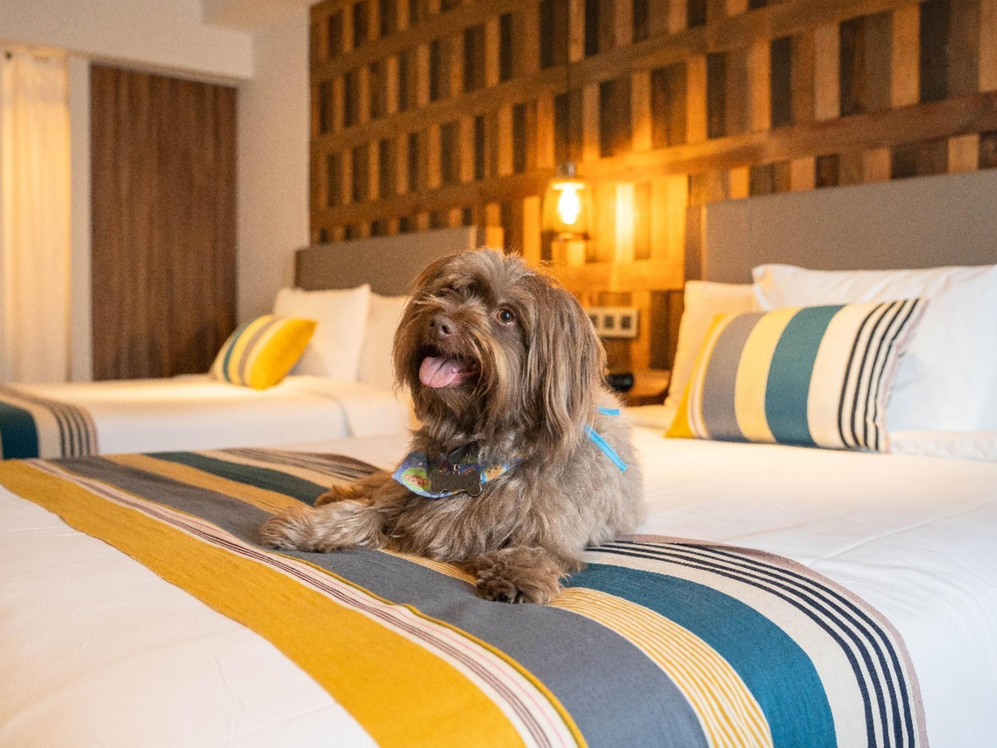 At Hotel Indigo Guadalajara Expo, we welcome furry friends as part of the family! Our pet-friendly rooms are designed with comfort in mind, ensuring a cozy stay for you and your pet. Enjoy nearby parks and pet-friendly spaces where you can explore Guadalajara together, creating memorable moments during your visit to this vibrant city.