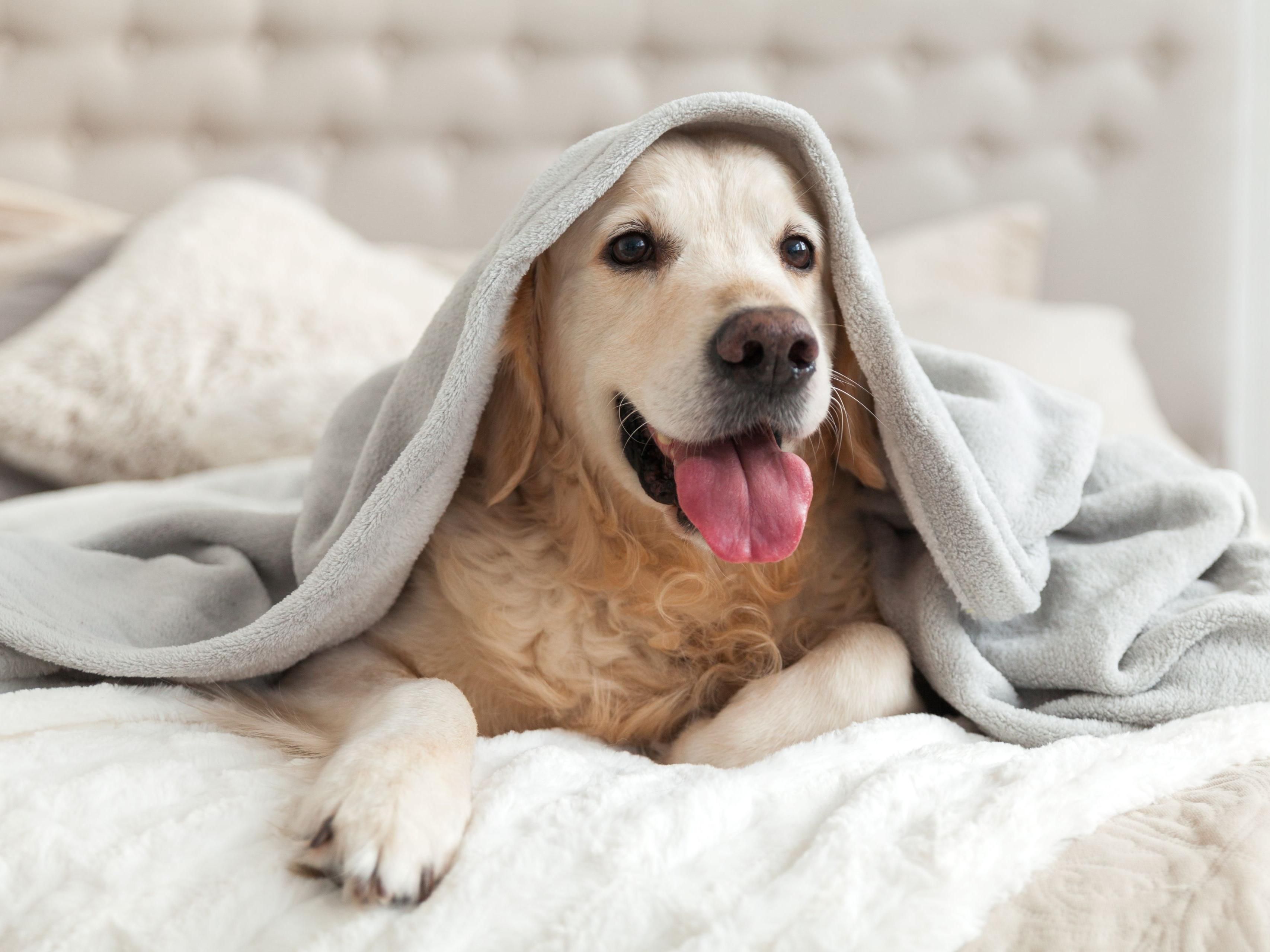 At Hotel Indigo Guadalajara Expo, we welcome furry friends as part of the family! Our pet-friendly rooms are designed with comfort in mind, ensuring a cozy stay for you and your pet. Enjoy nearby parks and pet-friendly spaces where you can explore Guadalajara together, creating memorable moments during your visit to this vibrant city.