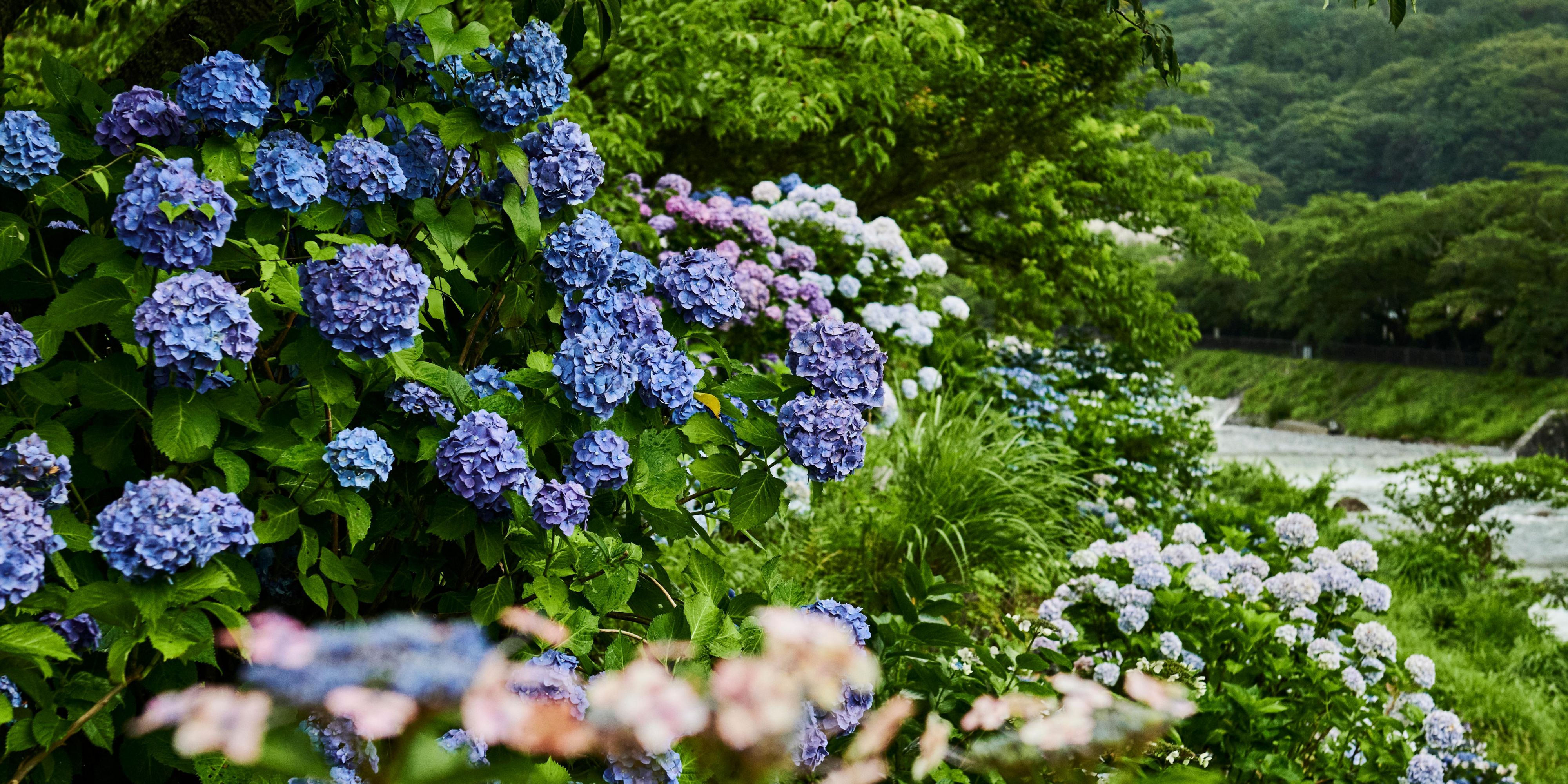 Neighbourhood attraction - Riverside Hydrangea