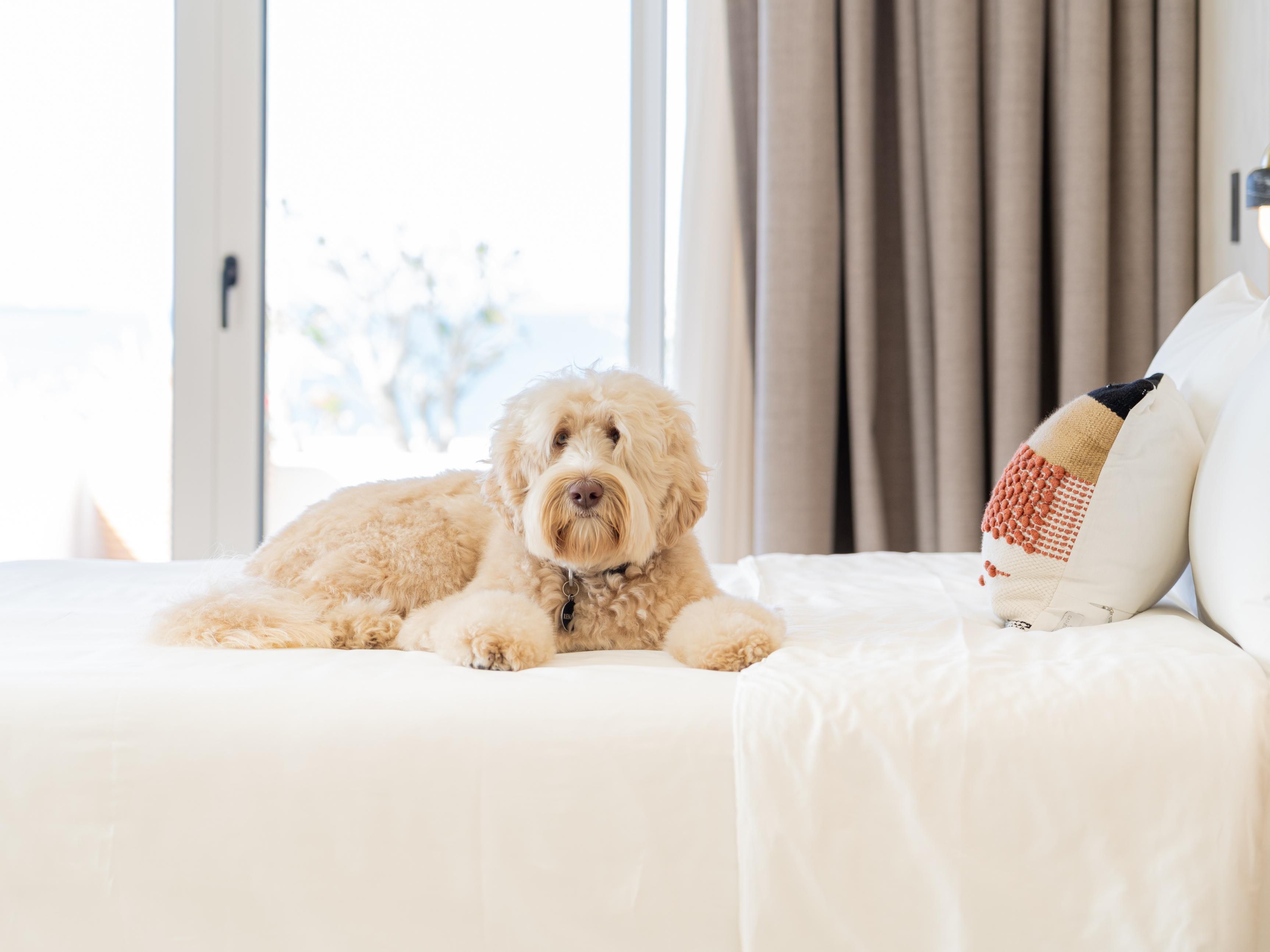 Hotel Indigo La Paz Puerta Cortés welcomes your furry friends with open arms! As a pet-friendly hotel, we offer comfortable accommodations for both you and your pets. Explore the trails, parks, and charming downtown with your pup and then come back to a cozy, welcoming environment together.